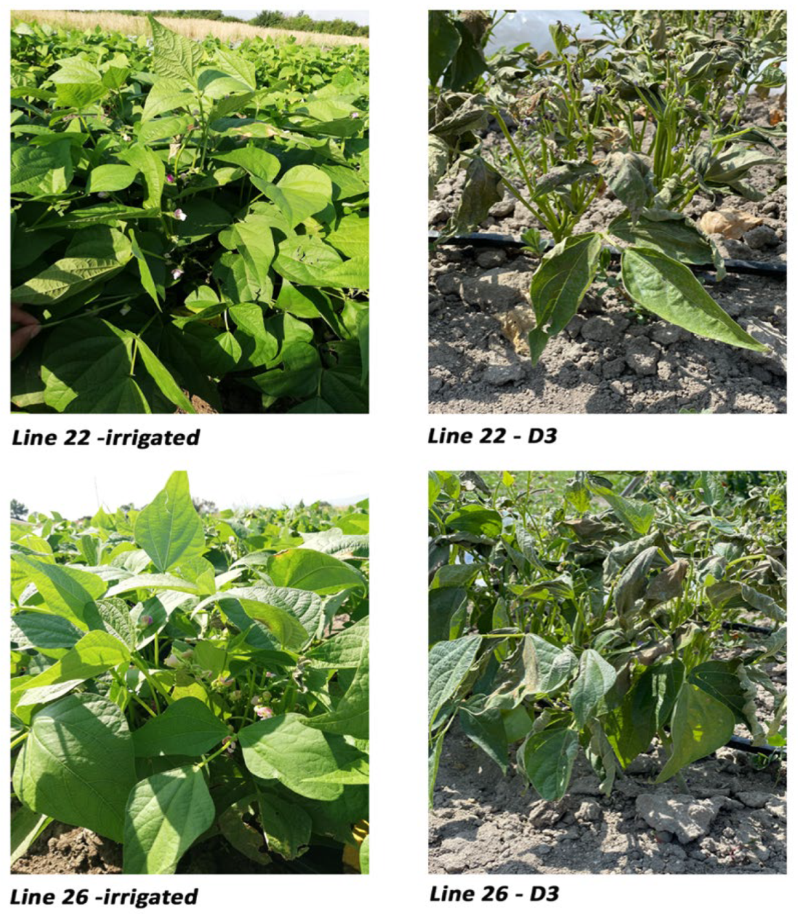 Agronomy 13 01022 g003 Agronomy 13 01022 g003