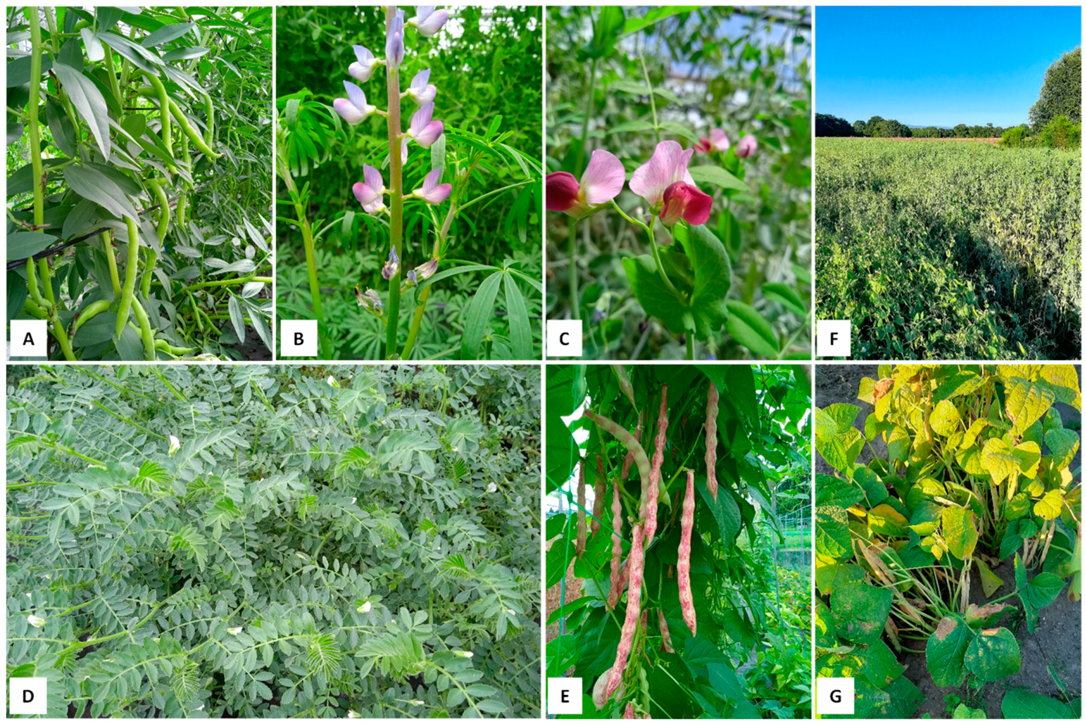 Agronomy 13 01025 g001 Agronomy 13 01025 g001