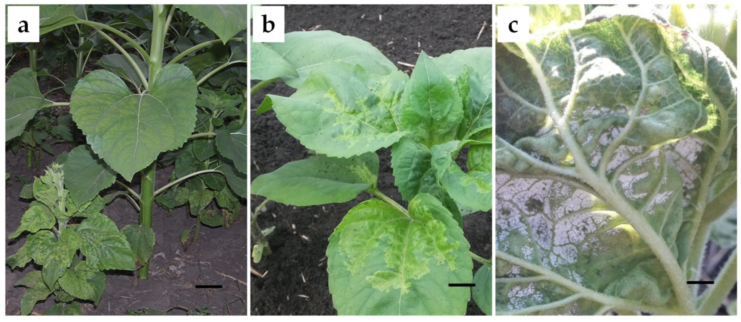 Agronomy 13 01029 g001 Agronomy 13 01029 g001