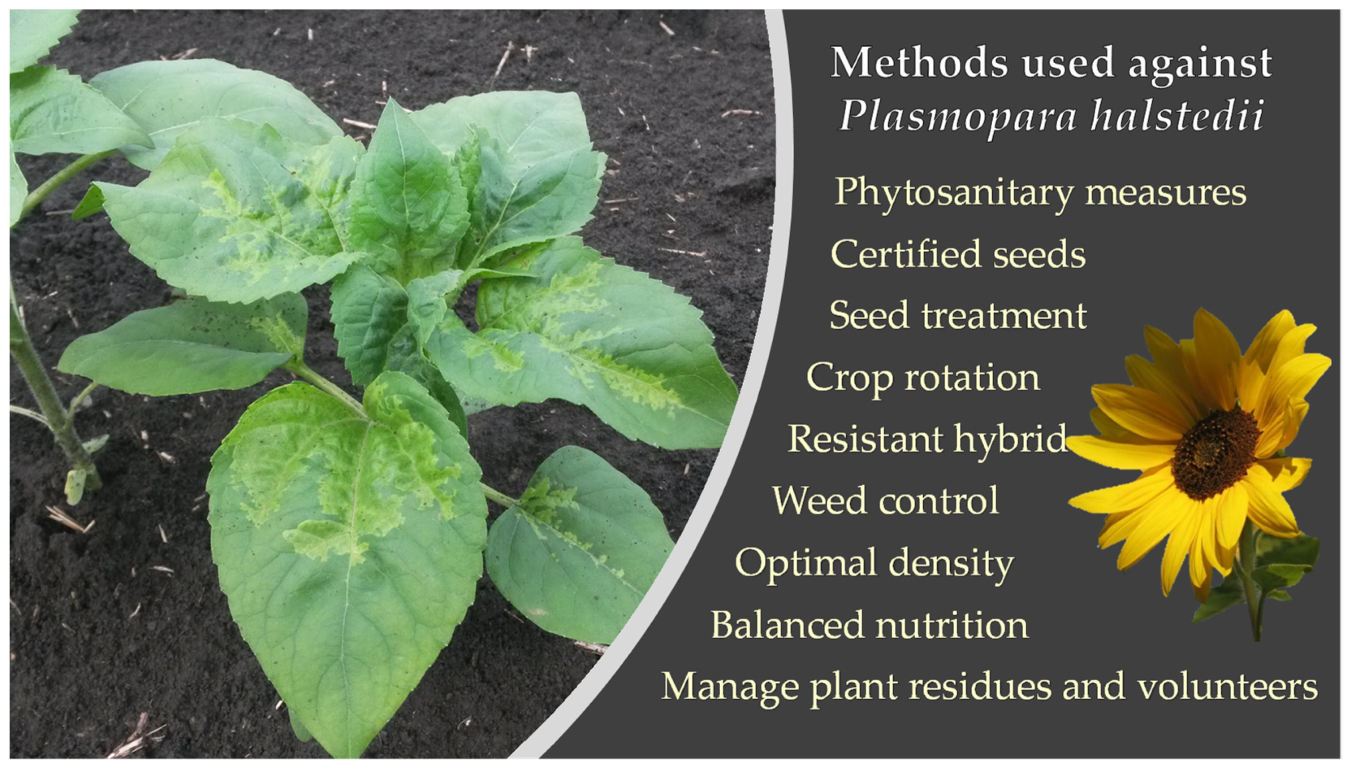 Agronomy 13 01029 g002 Agronomy 13 01029 g002