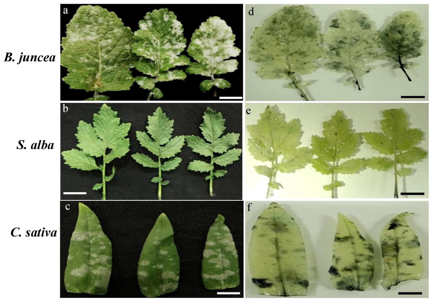 Agronomy 13 01033 g001