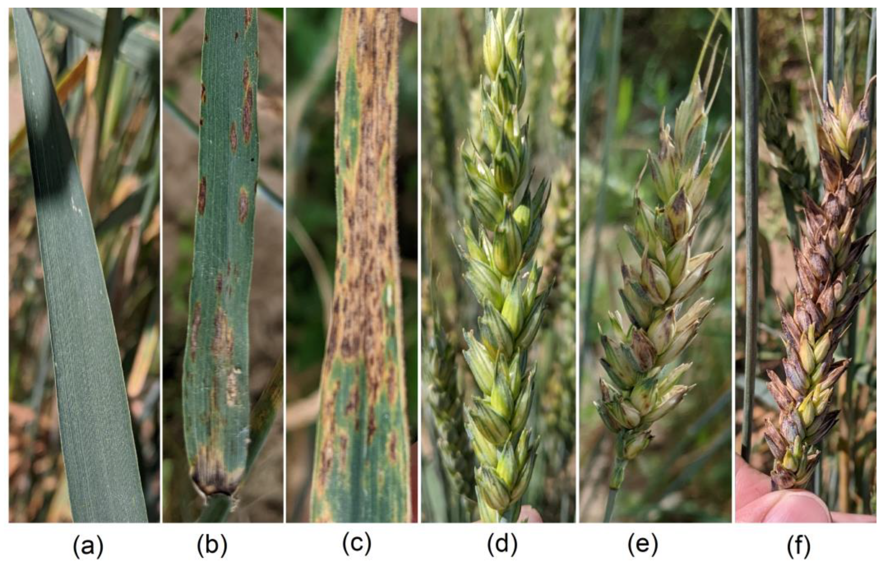 Agronomy 13 01045 g001 Agronomy 13 01045 g001