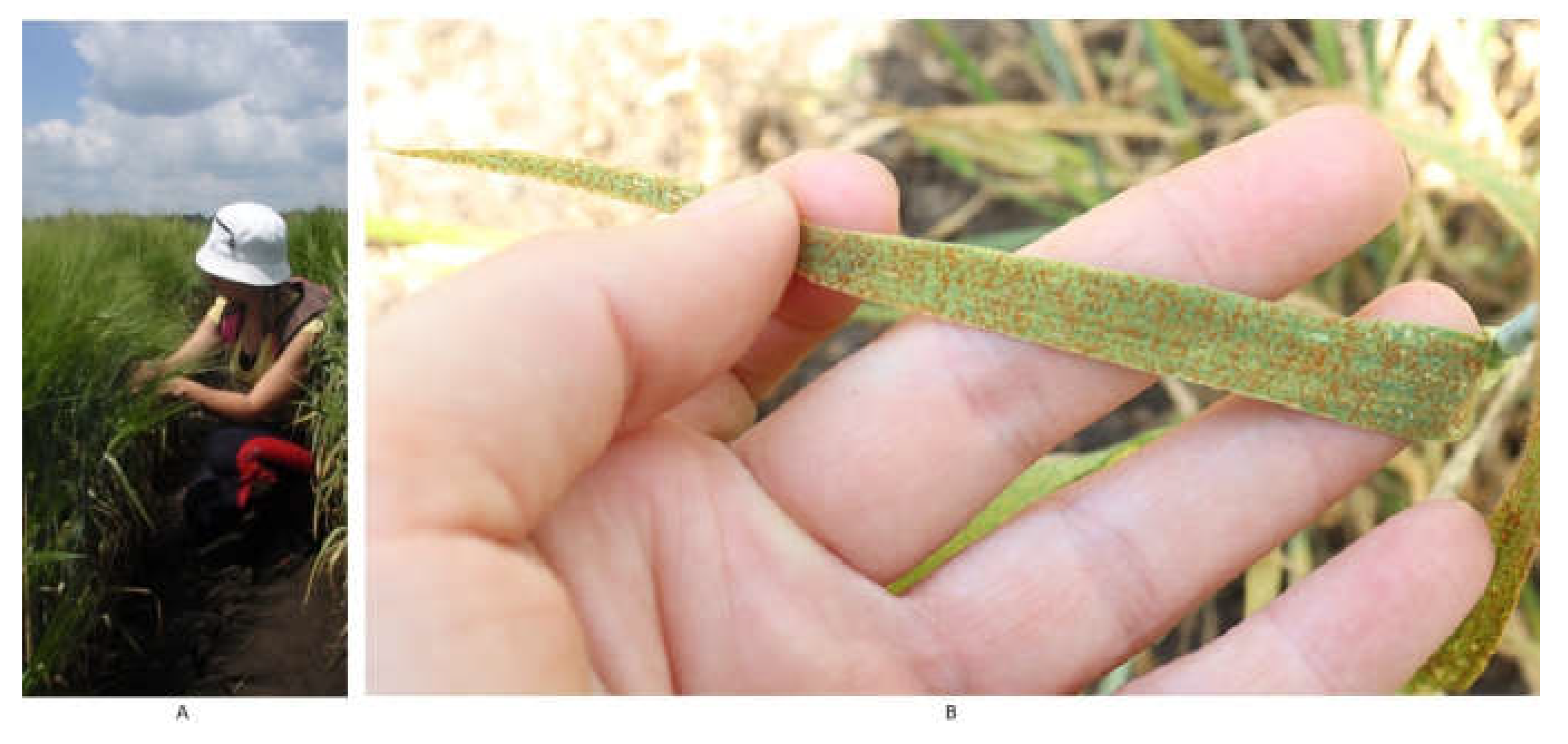 Agronomy 13 01046 g002 Agronomy 13 01046 g002