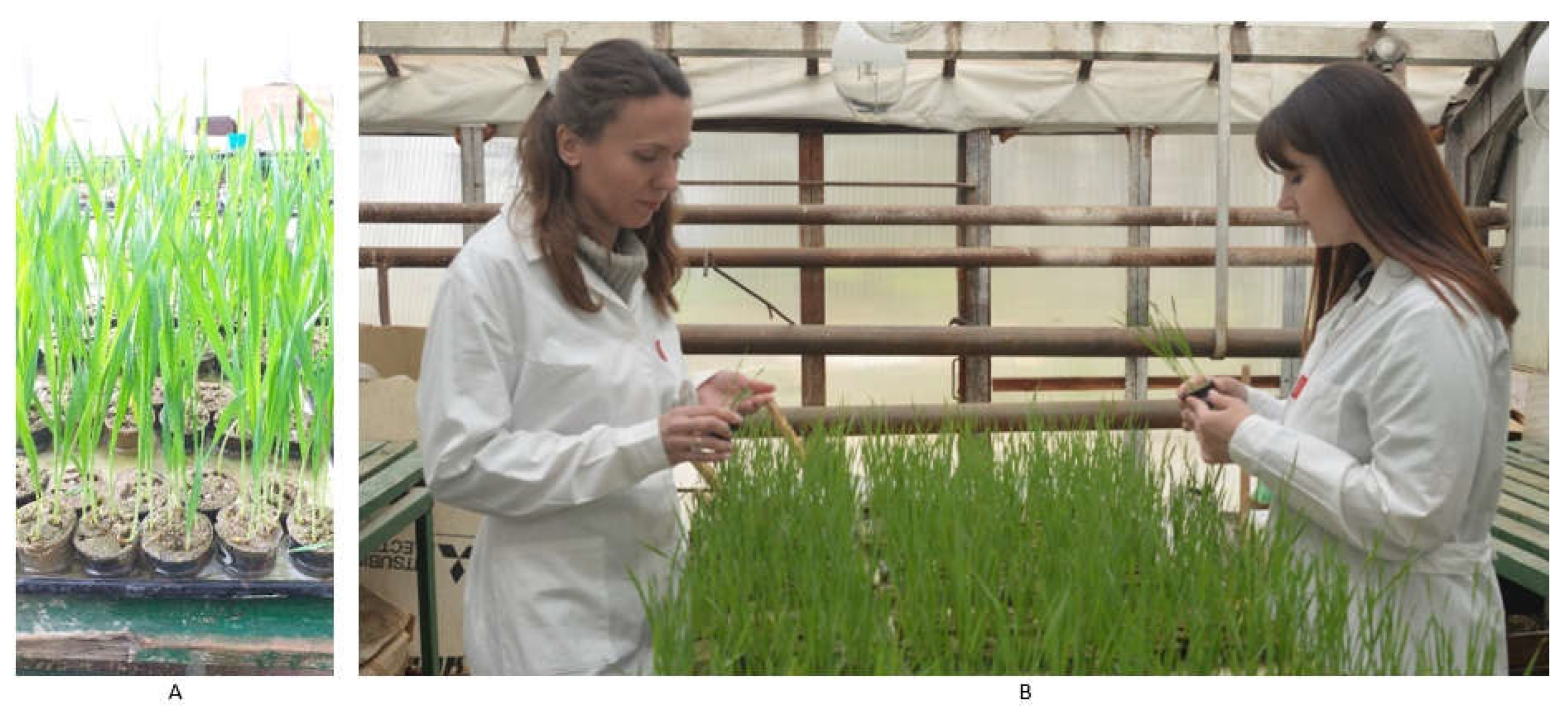 Agronomy 13 01046 g004 Agronomy 13 01046 g004