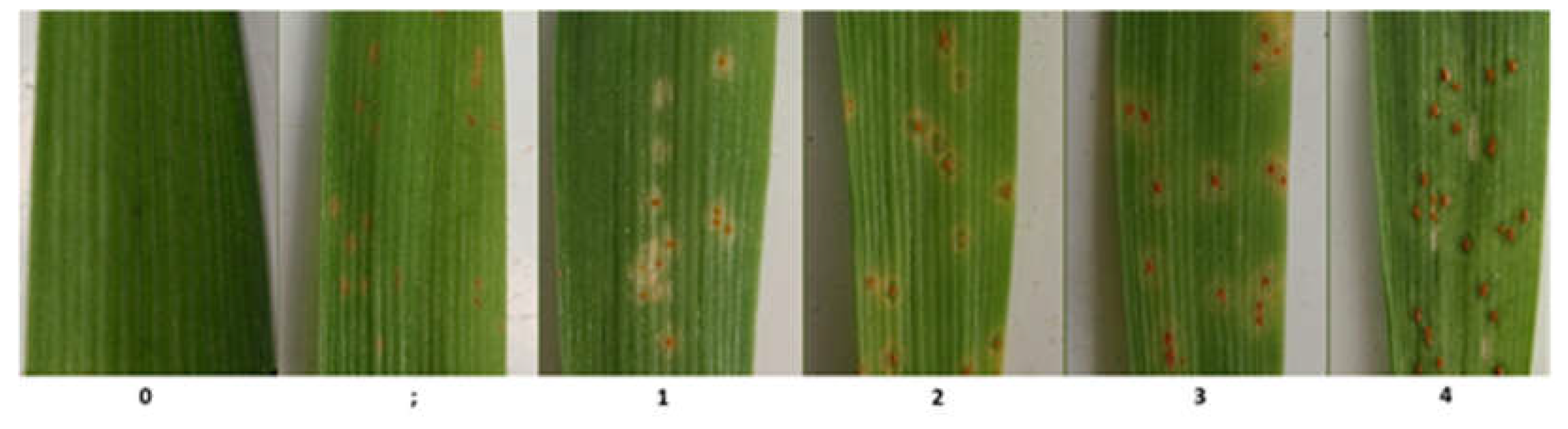 Agronomy 13 01046 g005 Agronomy 13 01046 g005