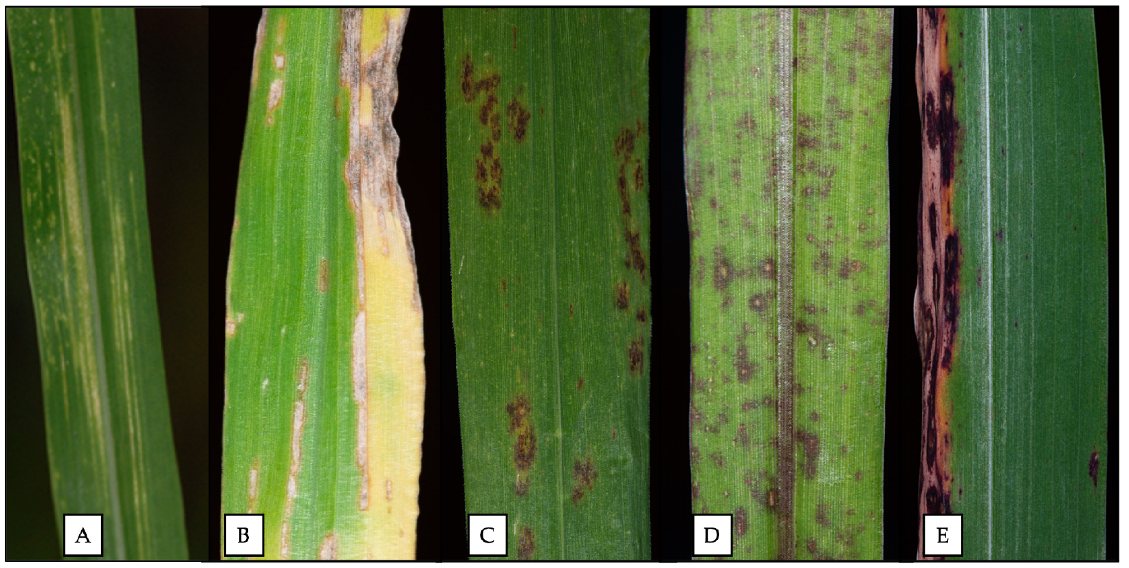 Agronomy 13 01073 g003