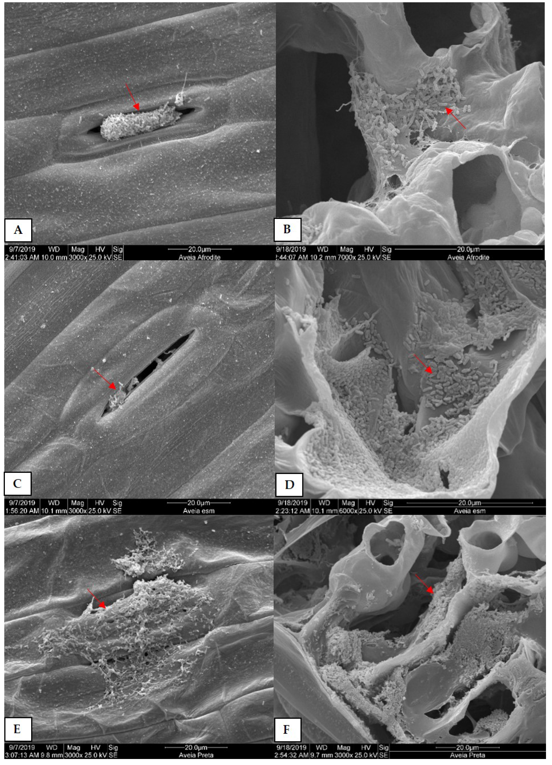 Agronomy 13 01073 g004
