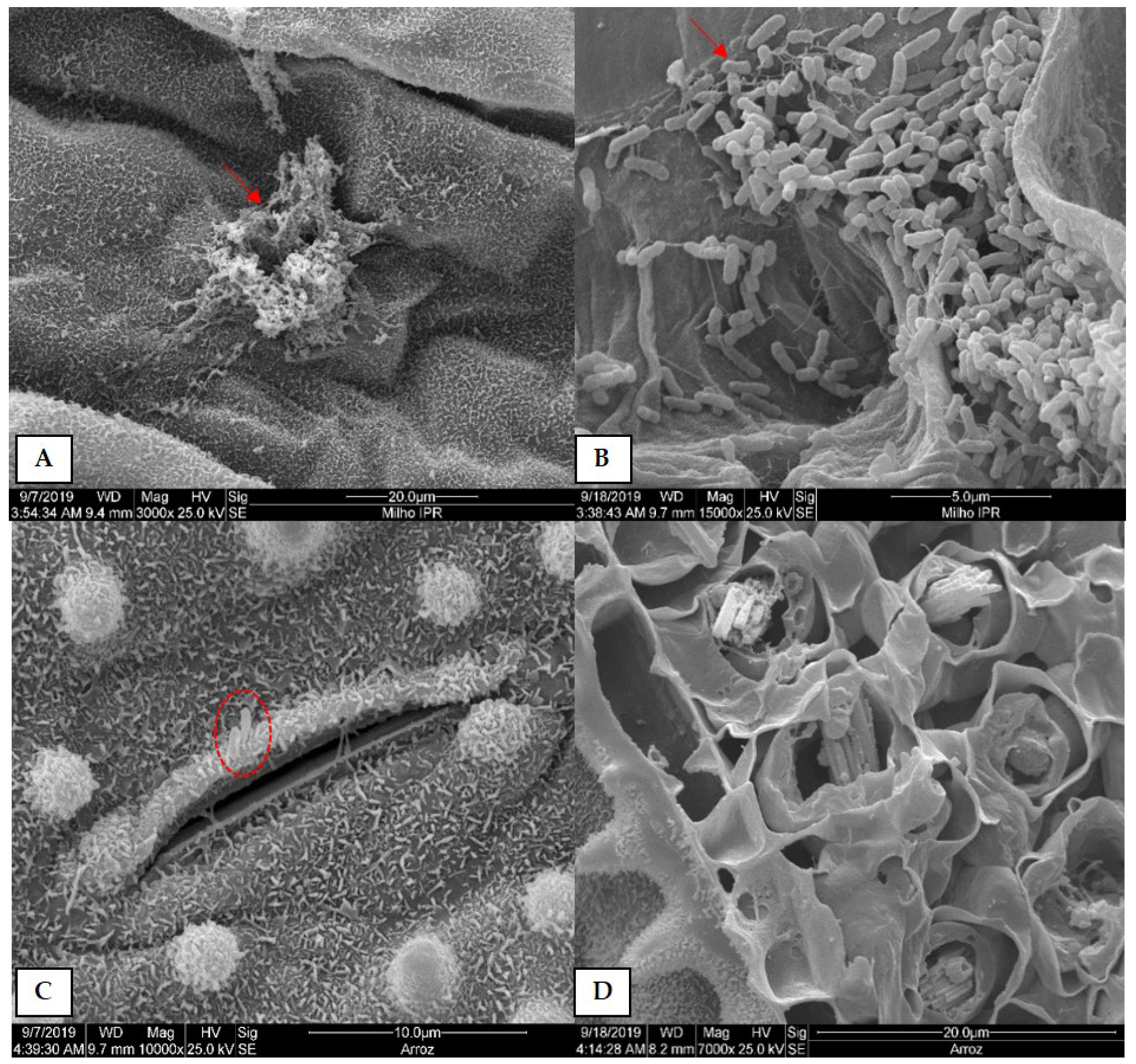 Agronomy 13 01073 g005