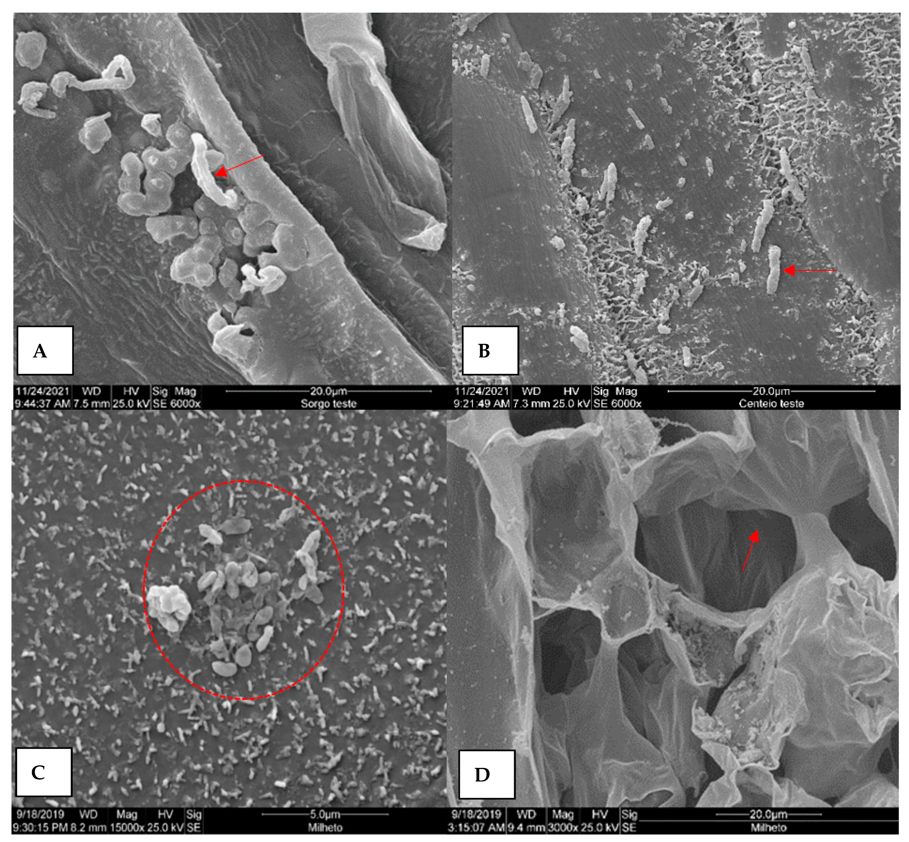 Agronomy 13 01073 g006