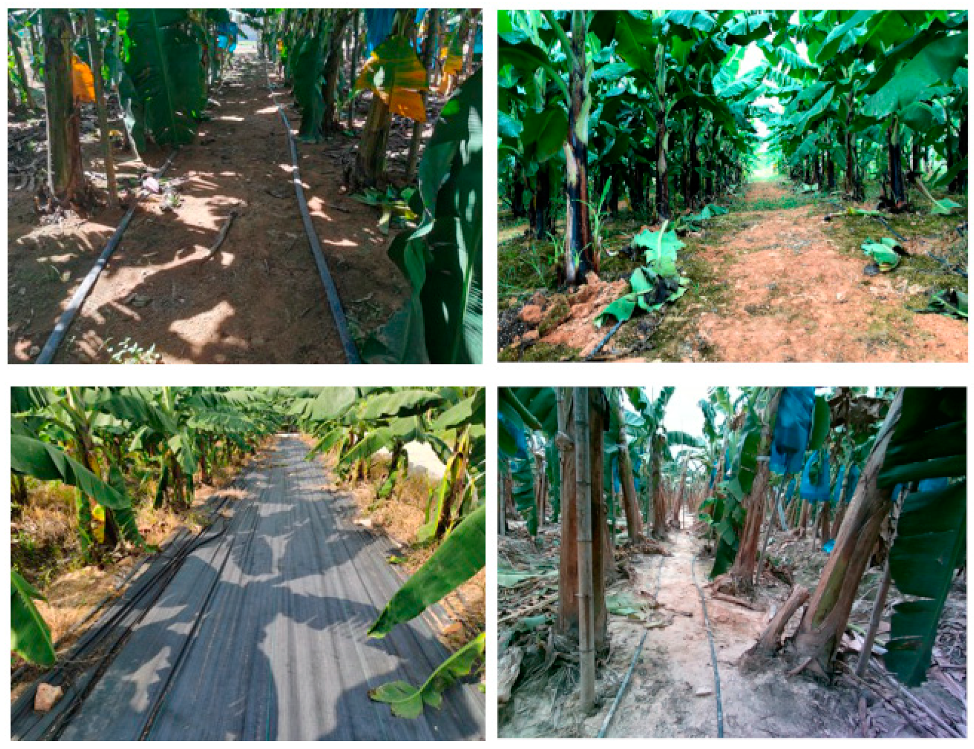 Agronomy 13 01084 g002