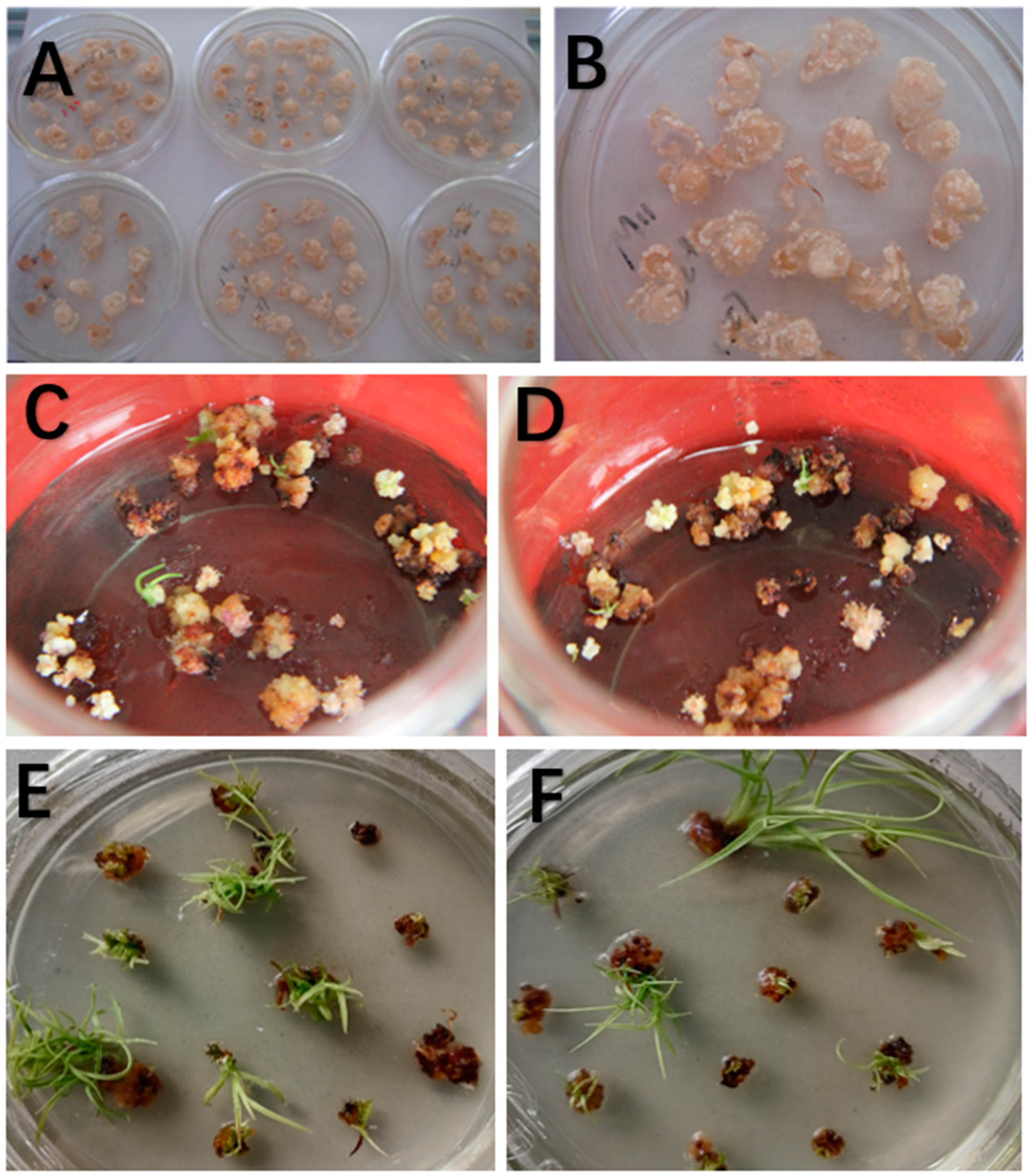 Agronomy 13 01086 g001 Agronomy 13 01086 g001
