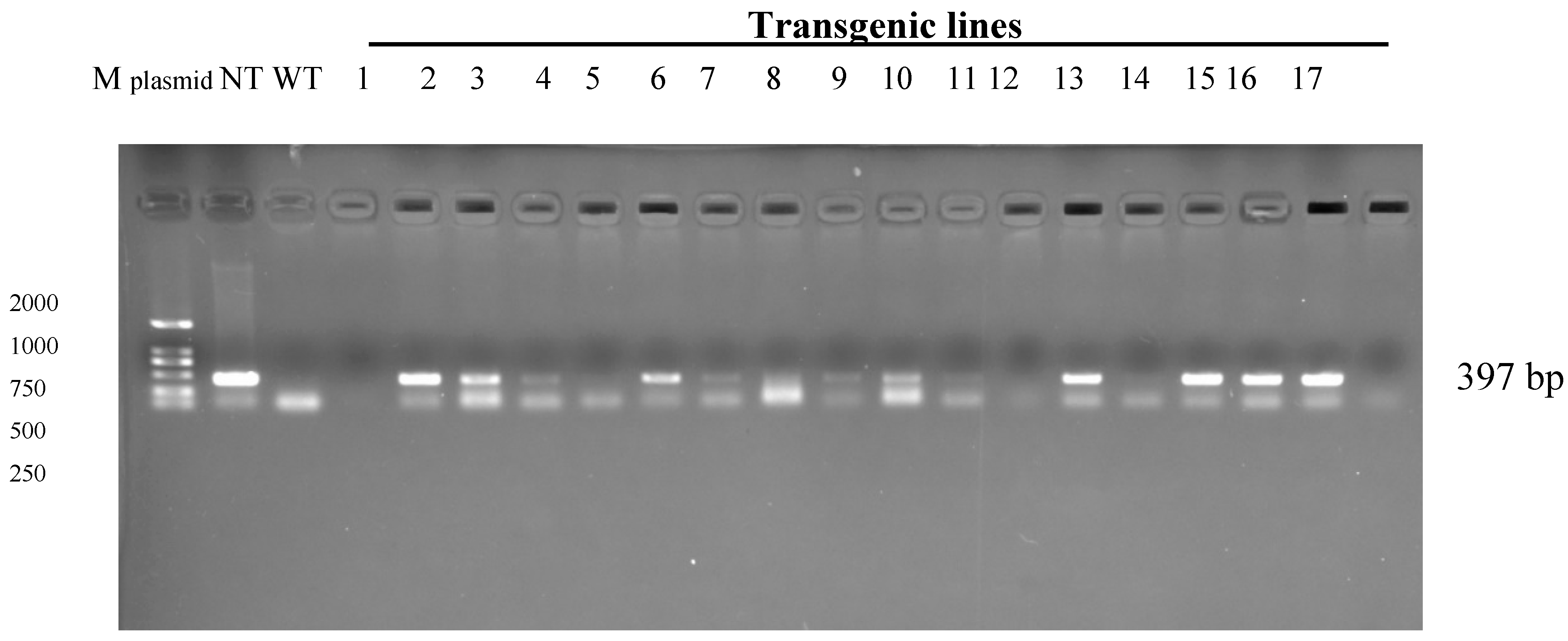 Agronomy 13 01086 g002 Agronomy 13 01086 g002