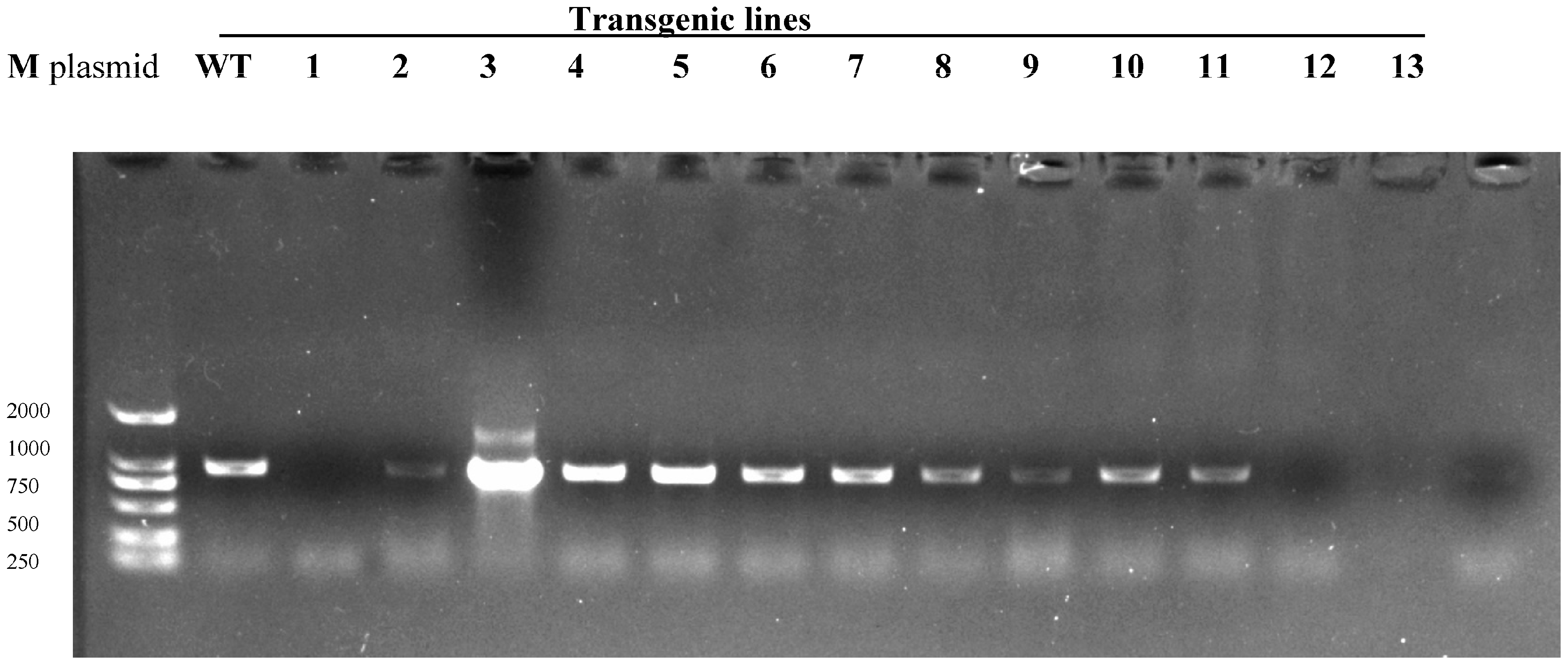 Agronomy 13 01086 g003 Agronomy 13 01086 g003