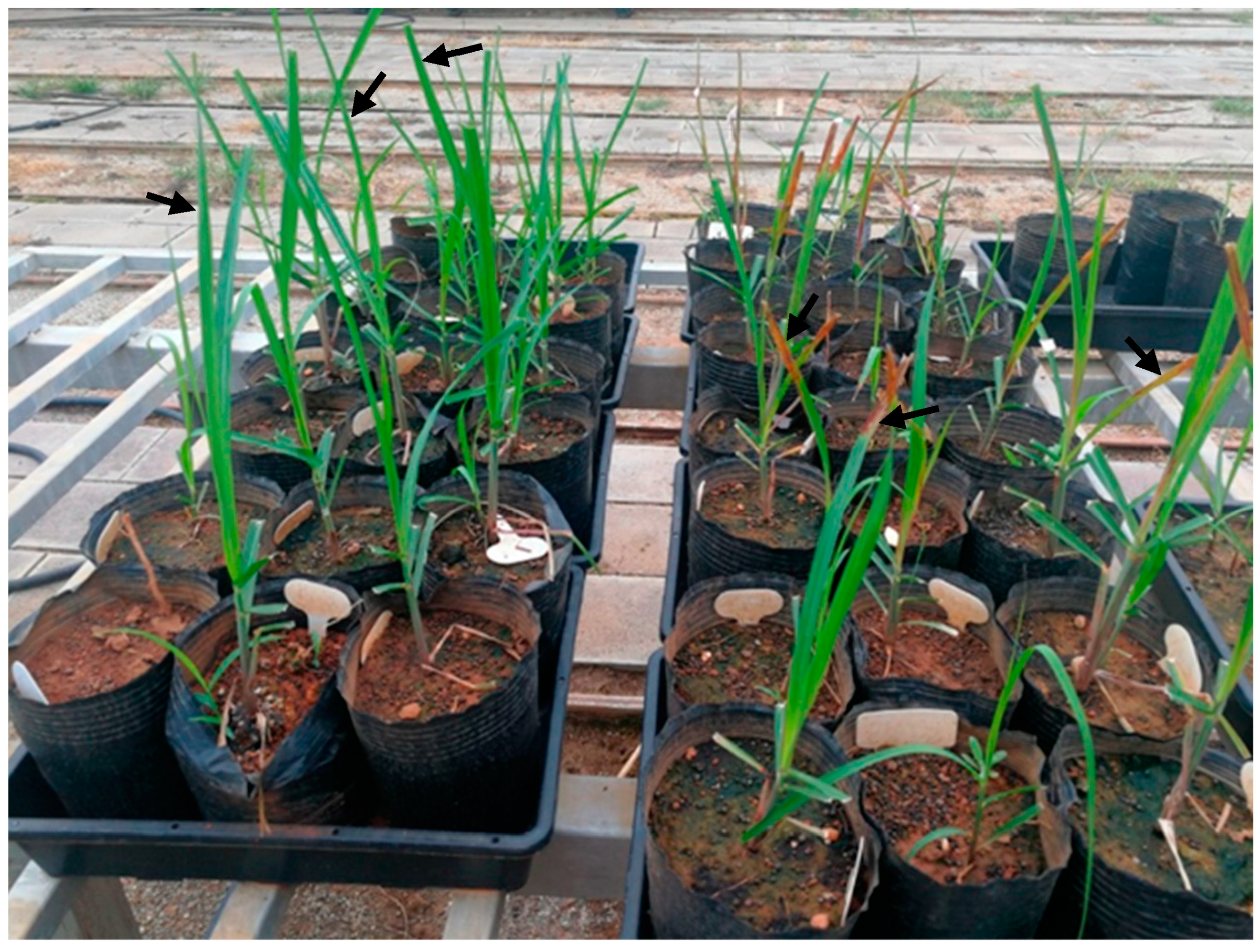 Agronomy 13 01086 g004 Agronomy 13 01086 g004