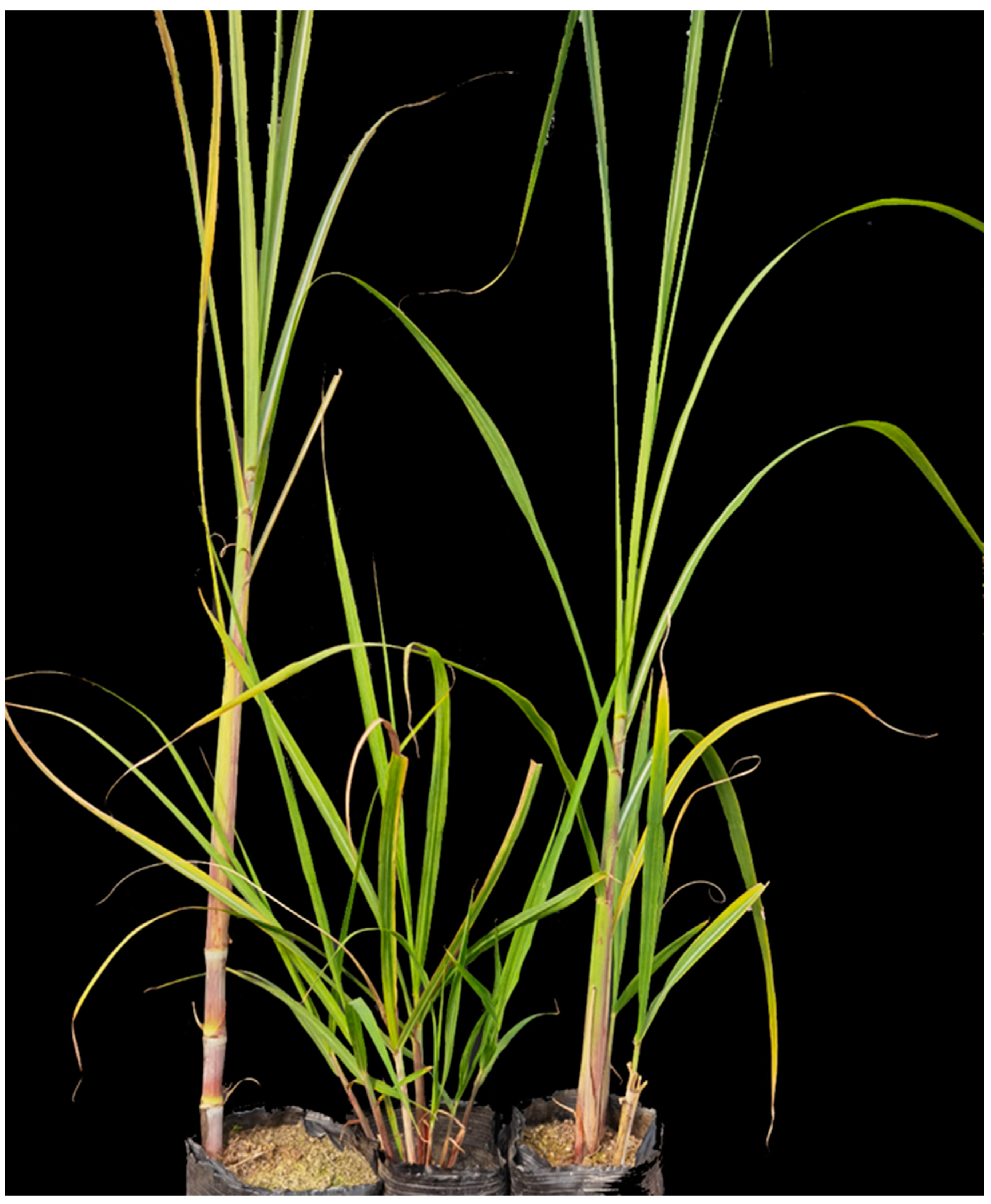 Agronomy 13 01086 g006 Agronomy 13 01086 g006