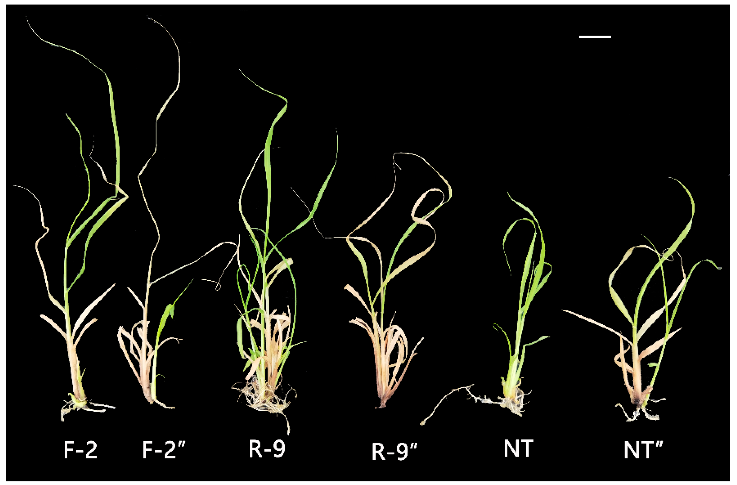 Agronomy 13 01086 g010 Agronomy 13 01086 g010