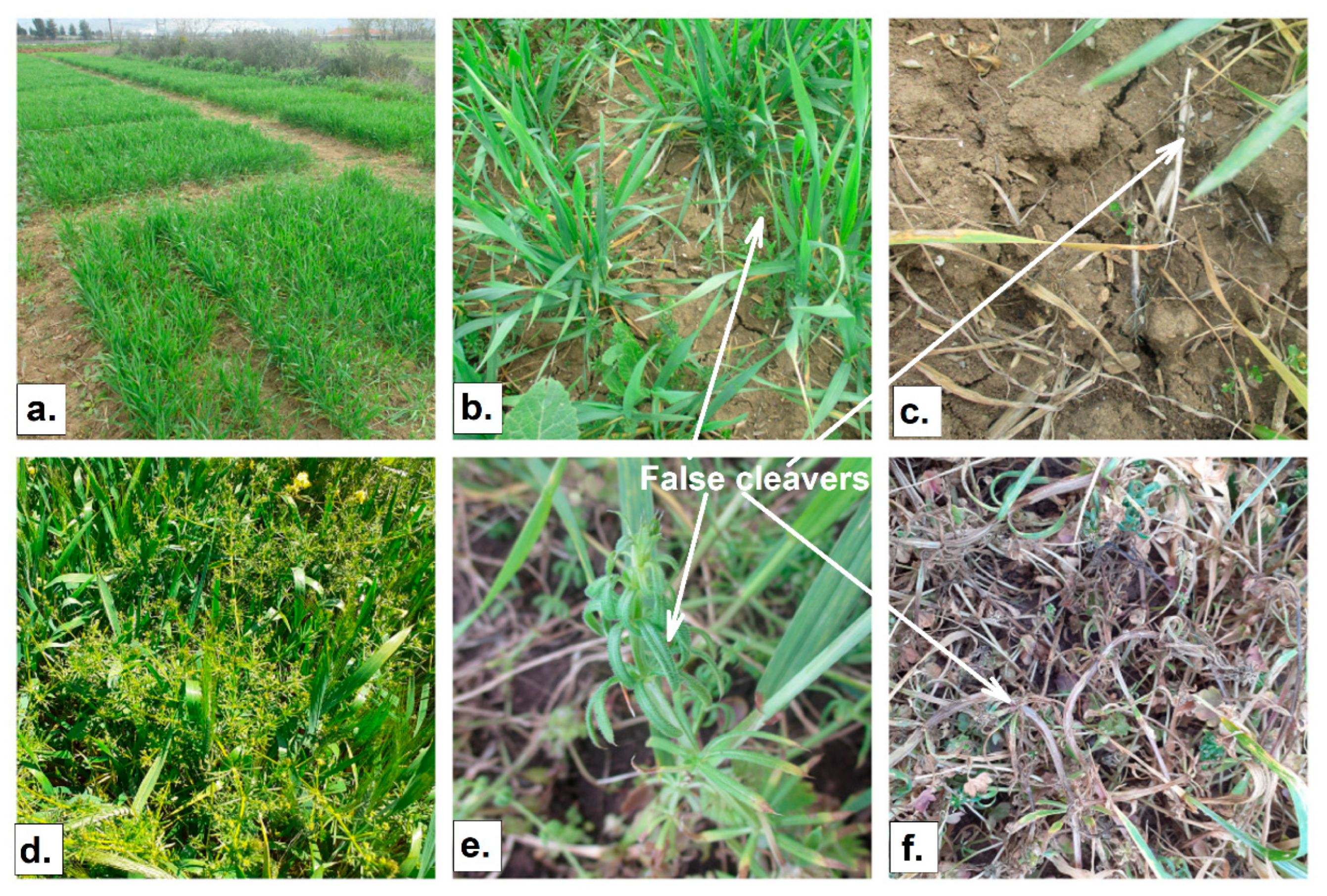 Agronomy 13 01087 g011 Agronomy 13 01087 g011