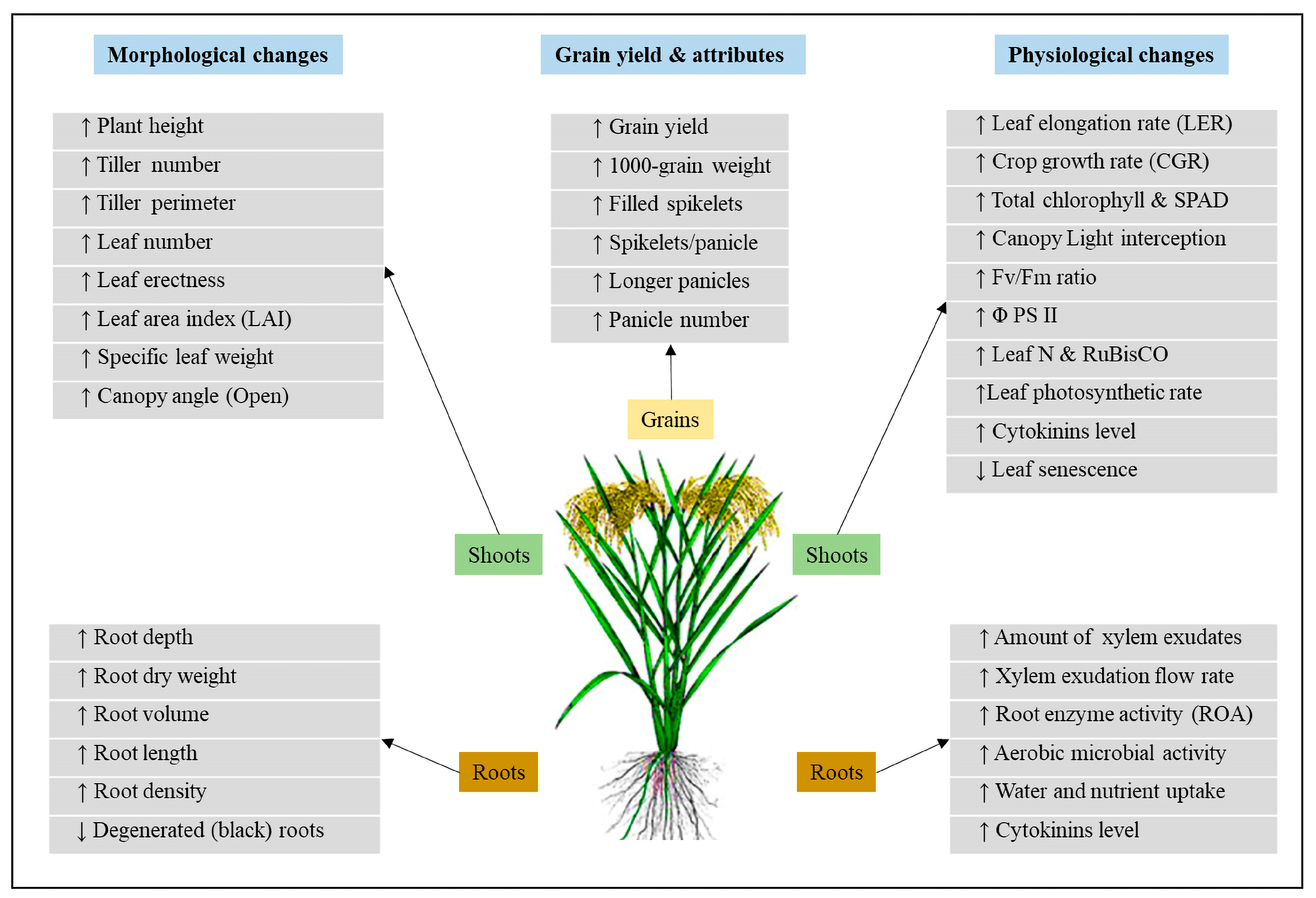 Agronomy 13 01098 g005