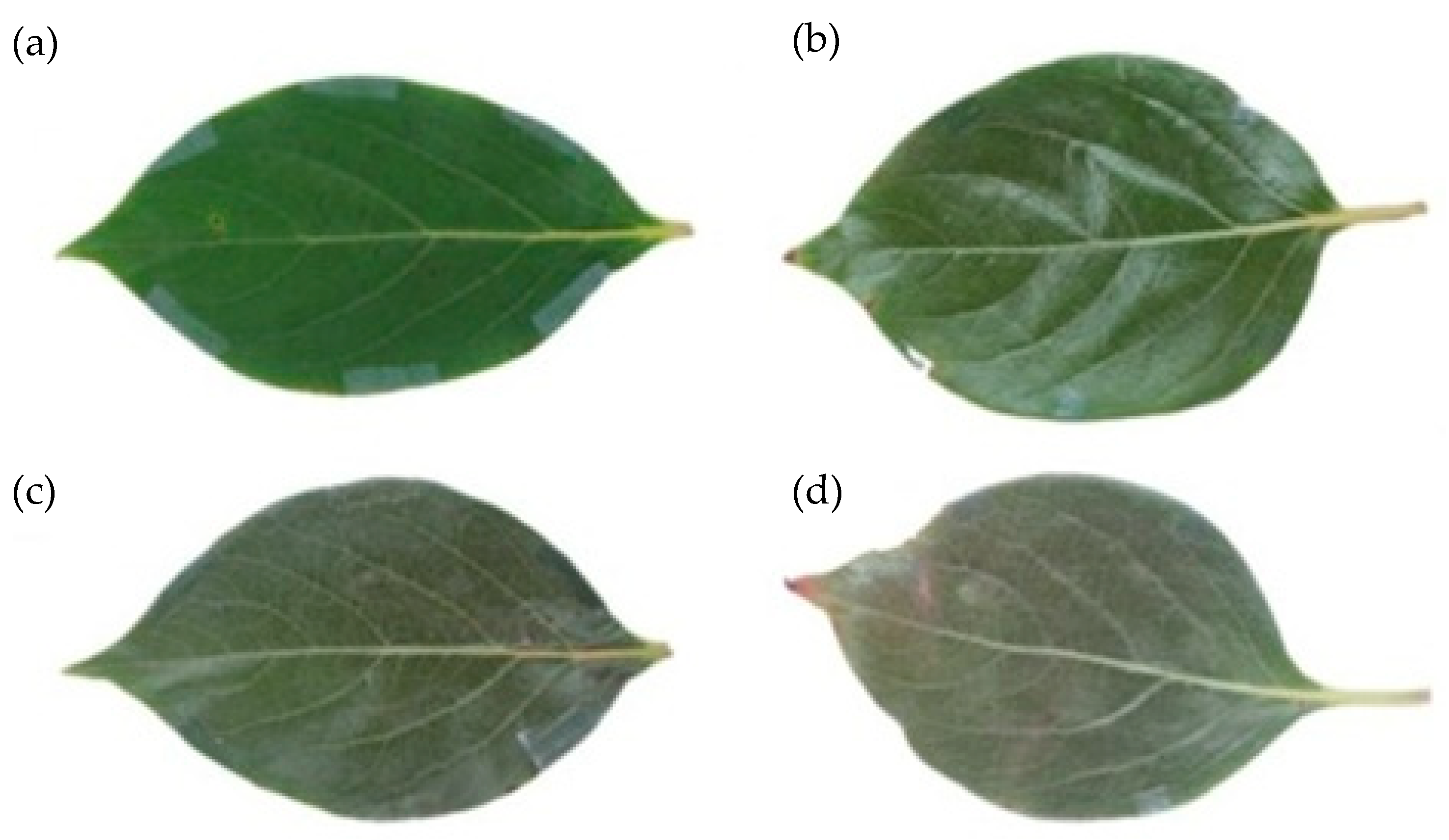 Agronomy 13 01105 g001 Agronomy 13 01105 g001