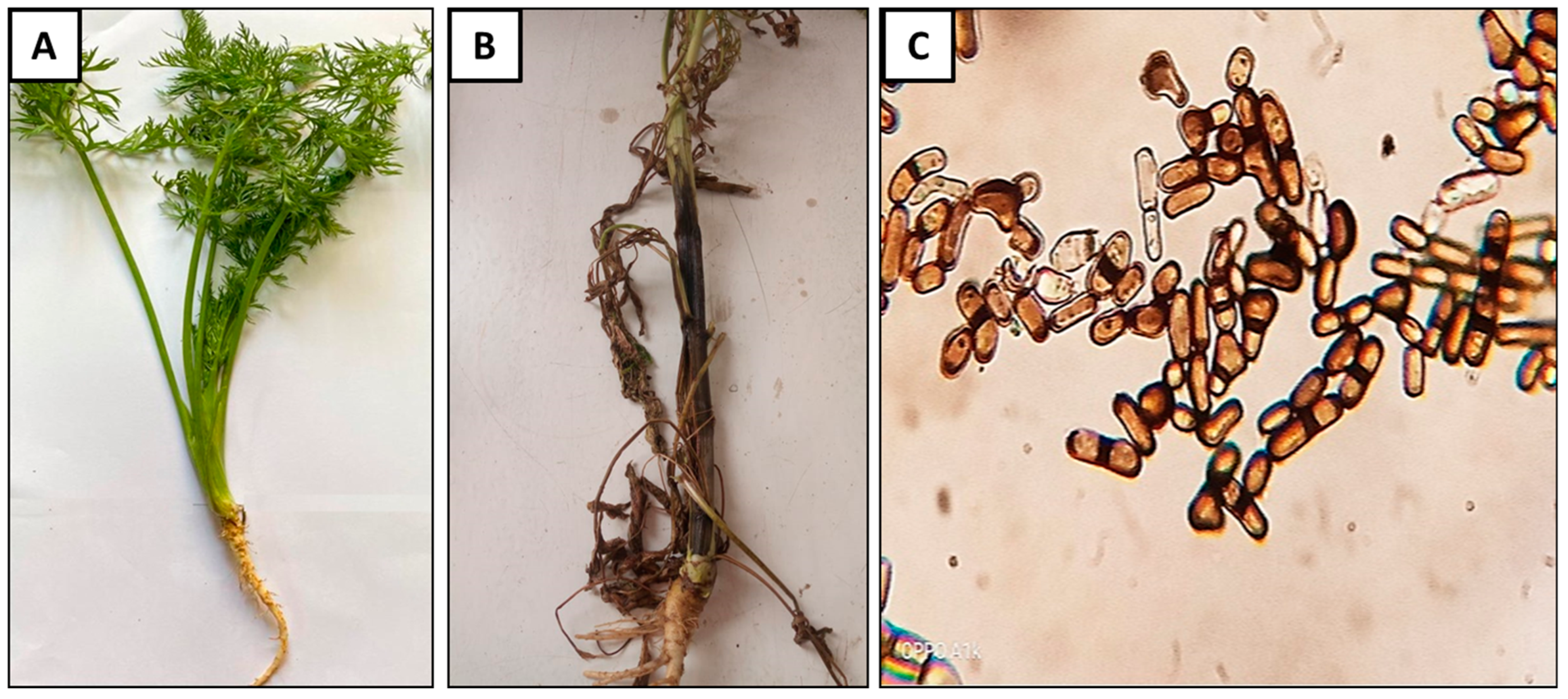 Agronomy 13 01114 g001 Agronomy 13 01114 g001