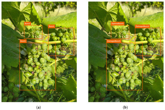 Agronomy | Free Full-Text | Deep Learning YOLO-Based Solution for Grape ...