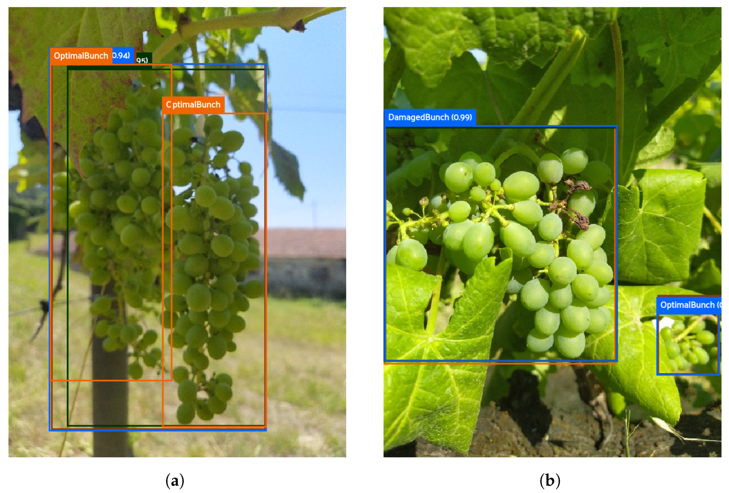 Agronomy 13 01120 g009