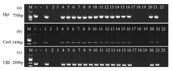 Removing Harmful Pericarp Character of Weedy Rice as the First