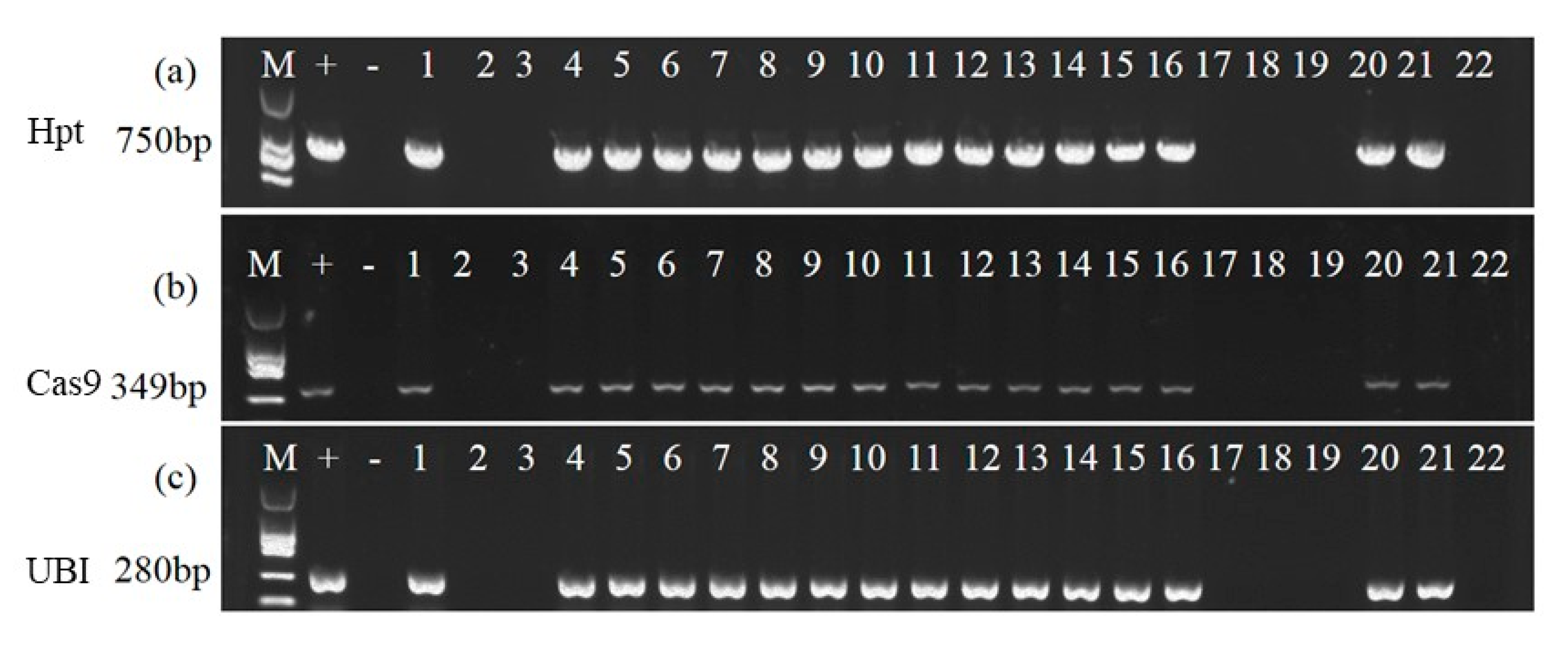 Agronomy 13 01130 g001 Agronomy 13 01130 g001