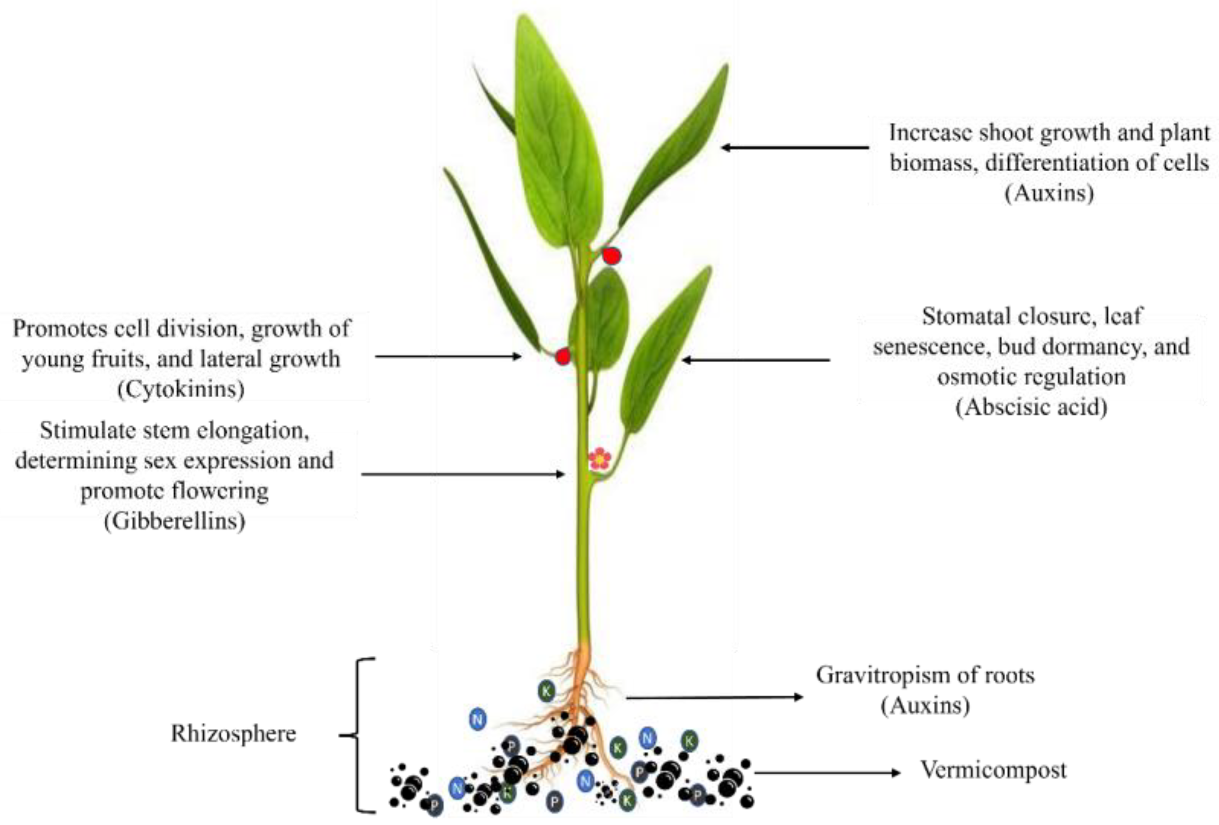 Agronomy 13 01134 g003 Agronomy 13 01134 g003