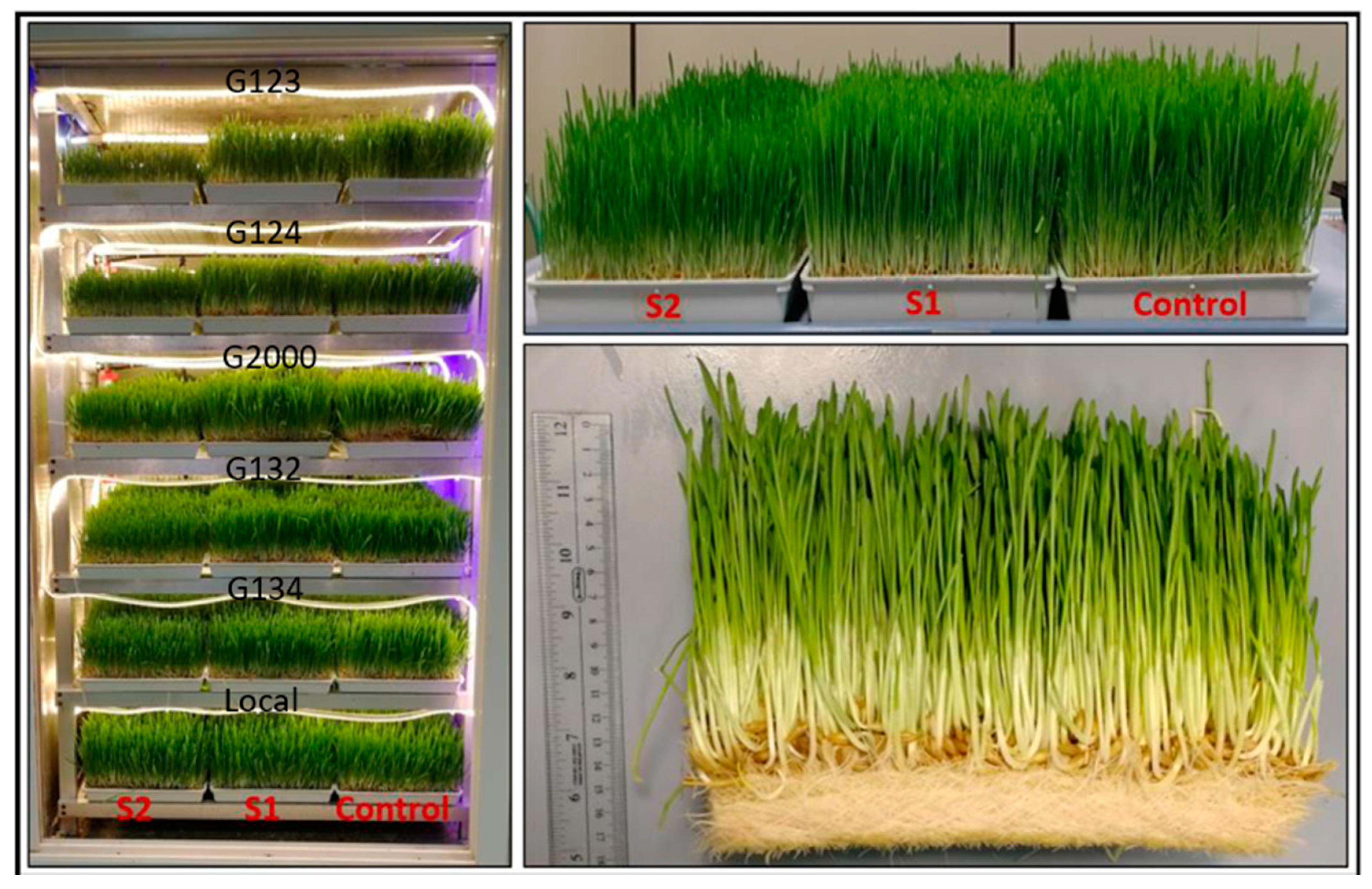 Agronomy 13 01135 g001 Agronomy 13 01135 g001