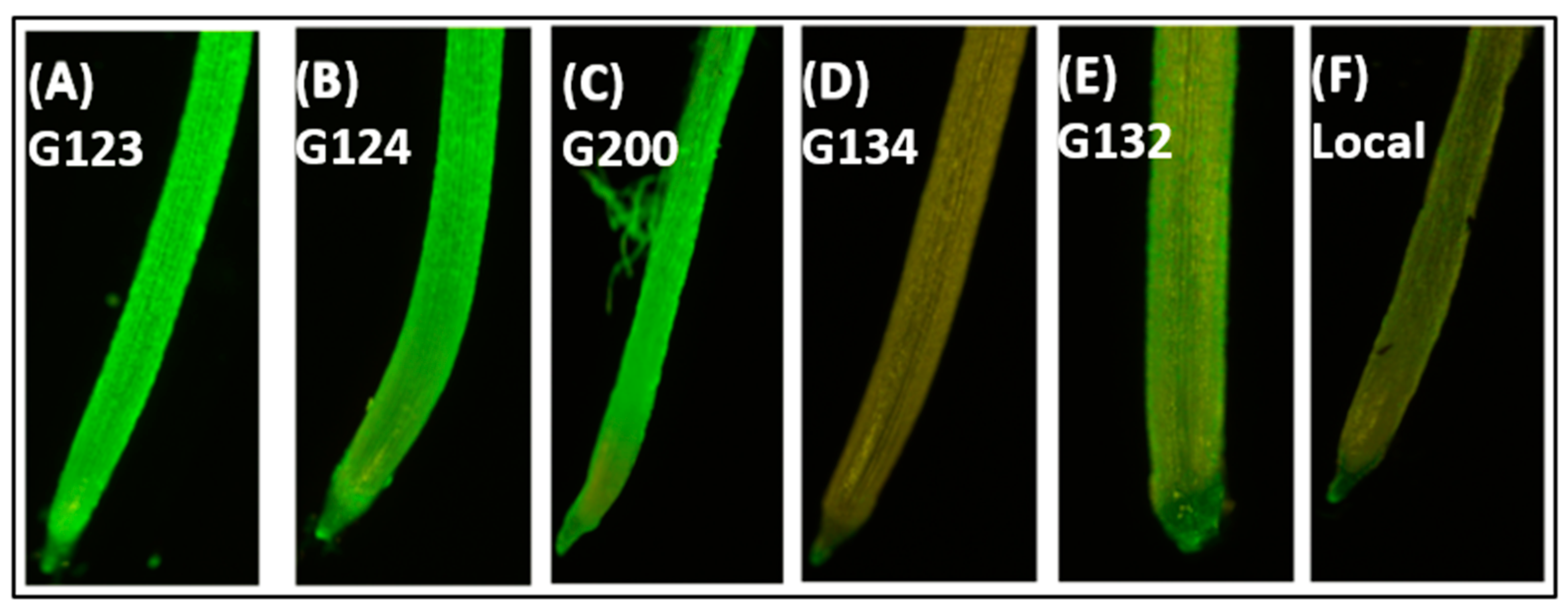 Agronomy 13 01135 g005 Agronomy 13 01135 g005