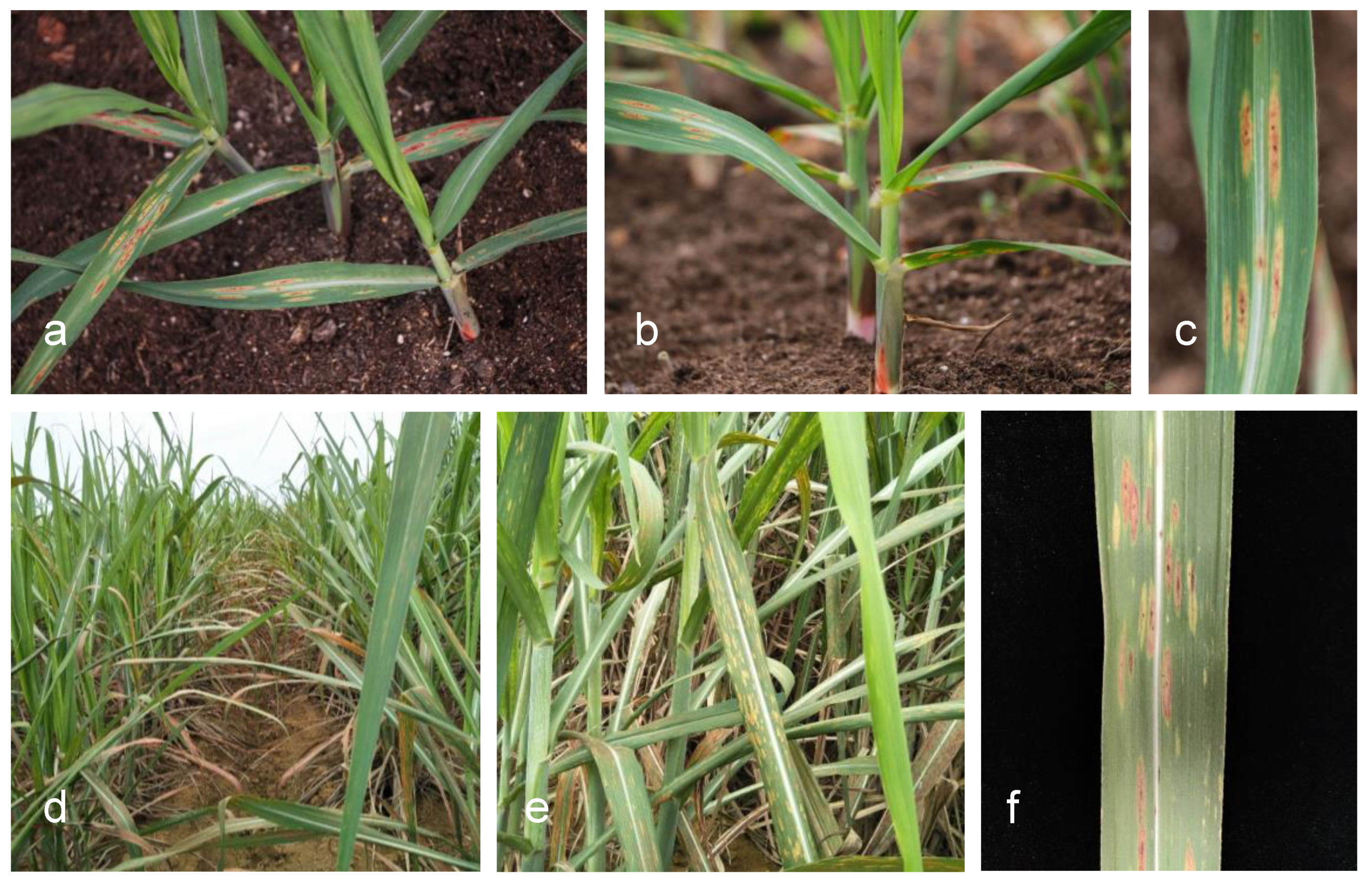 Agronomy 13 01136 g001