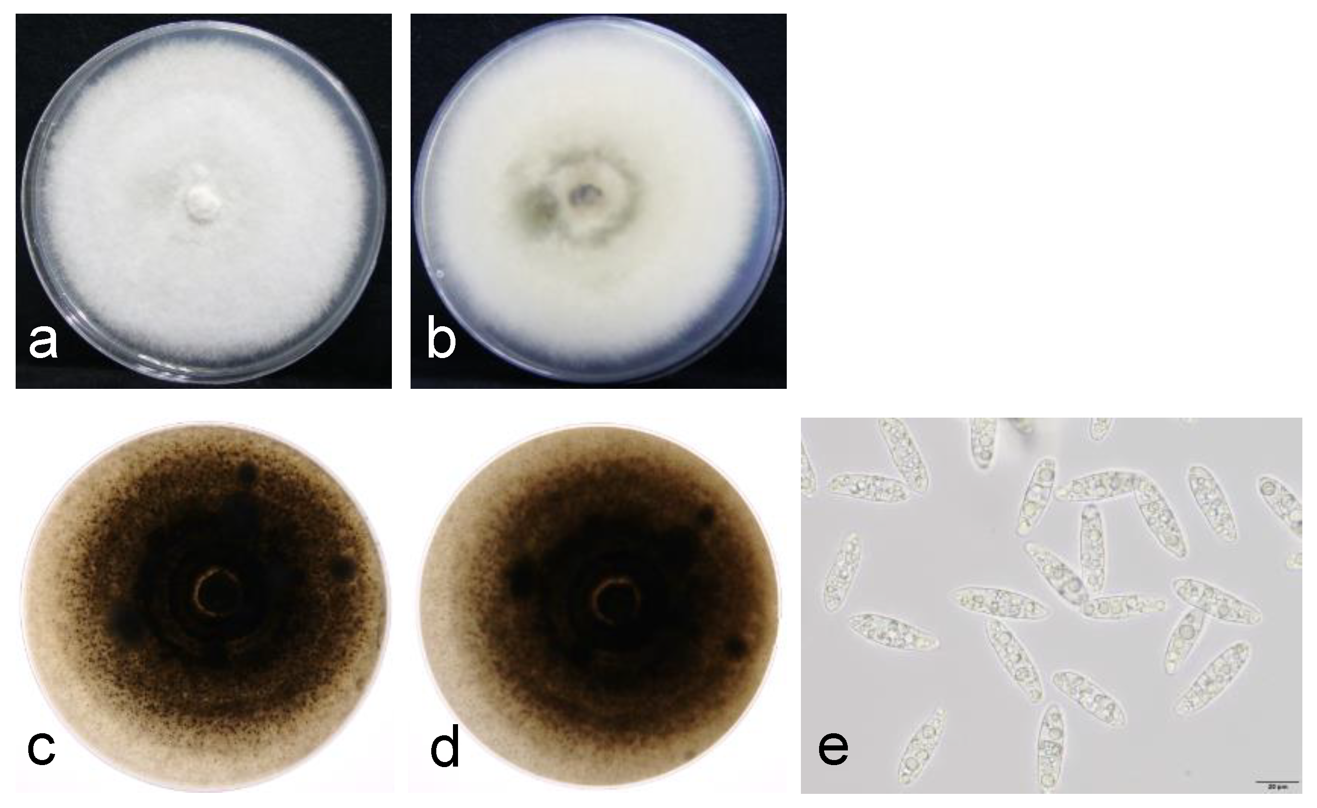 Agronomy 13 01136 g003