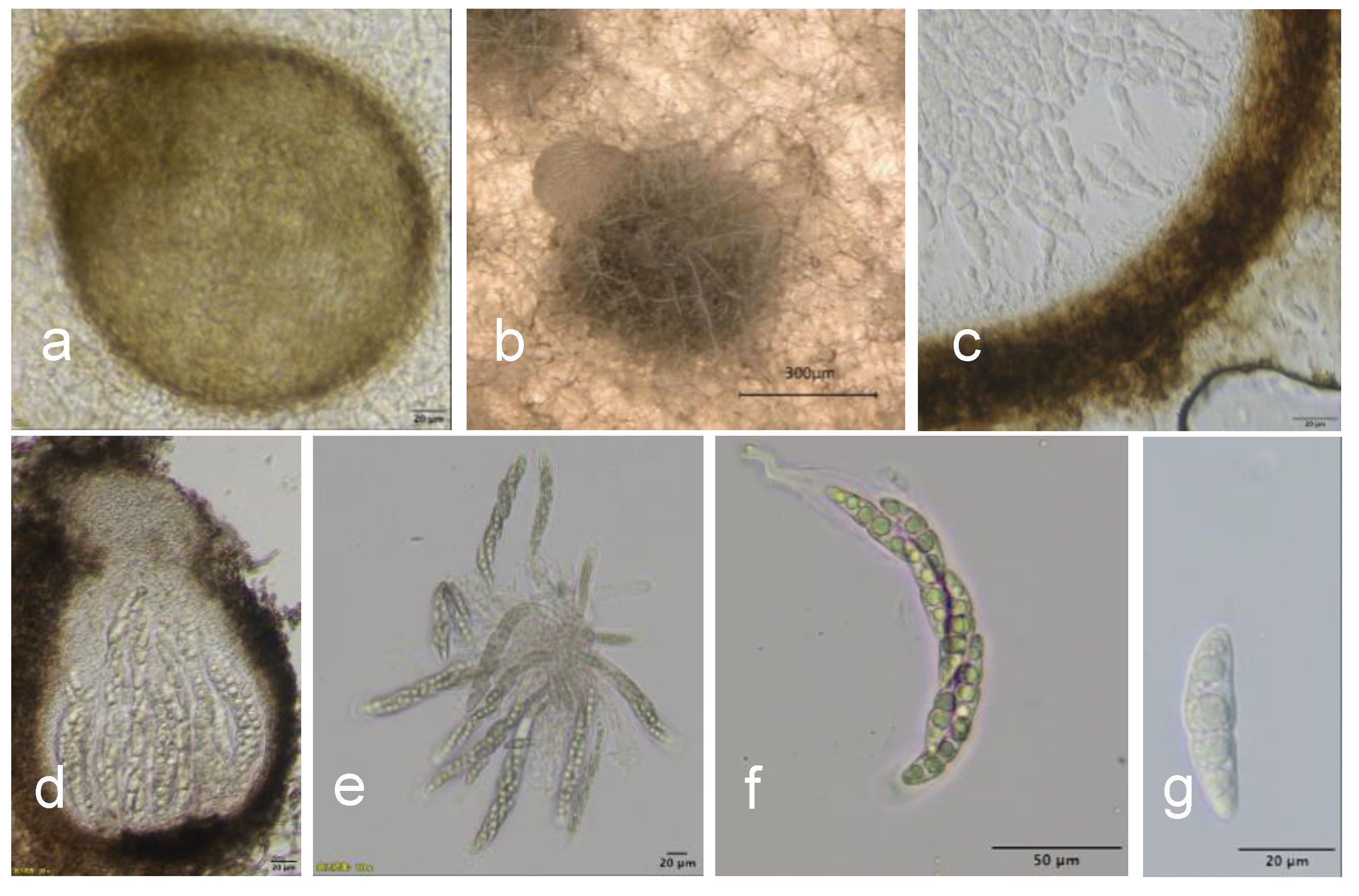 Agronomy 13 01136 g004