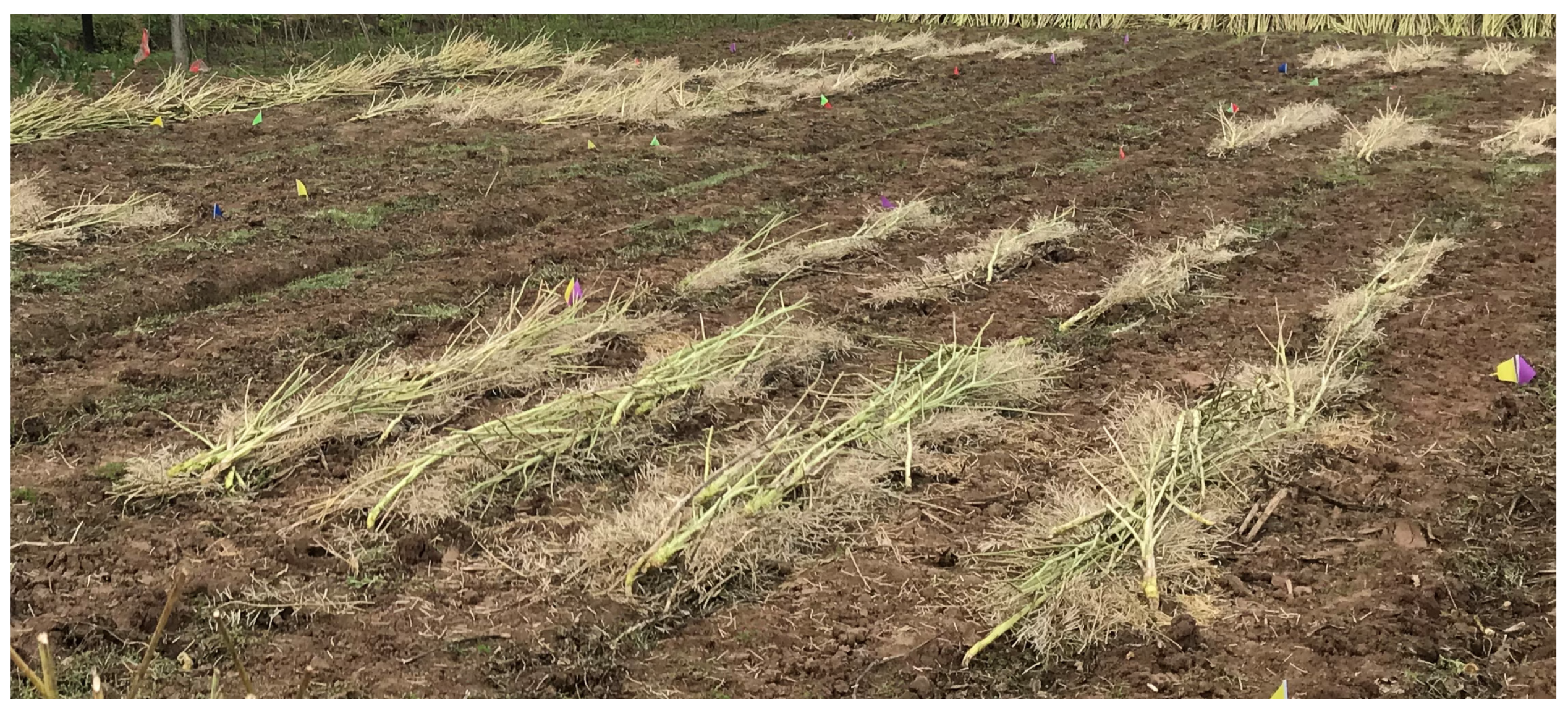 Agronomy 13 01137 g002