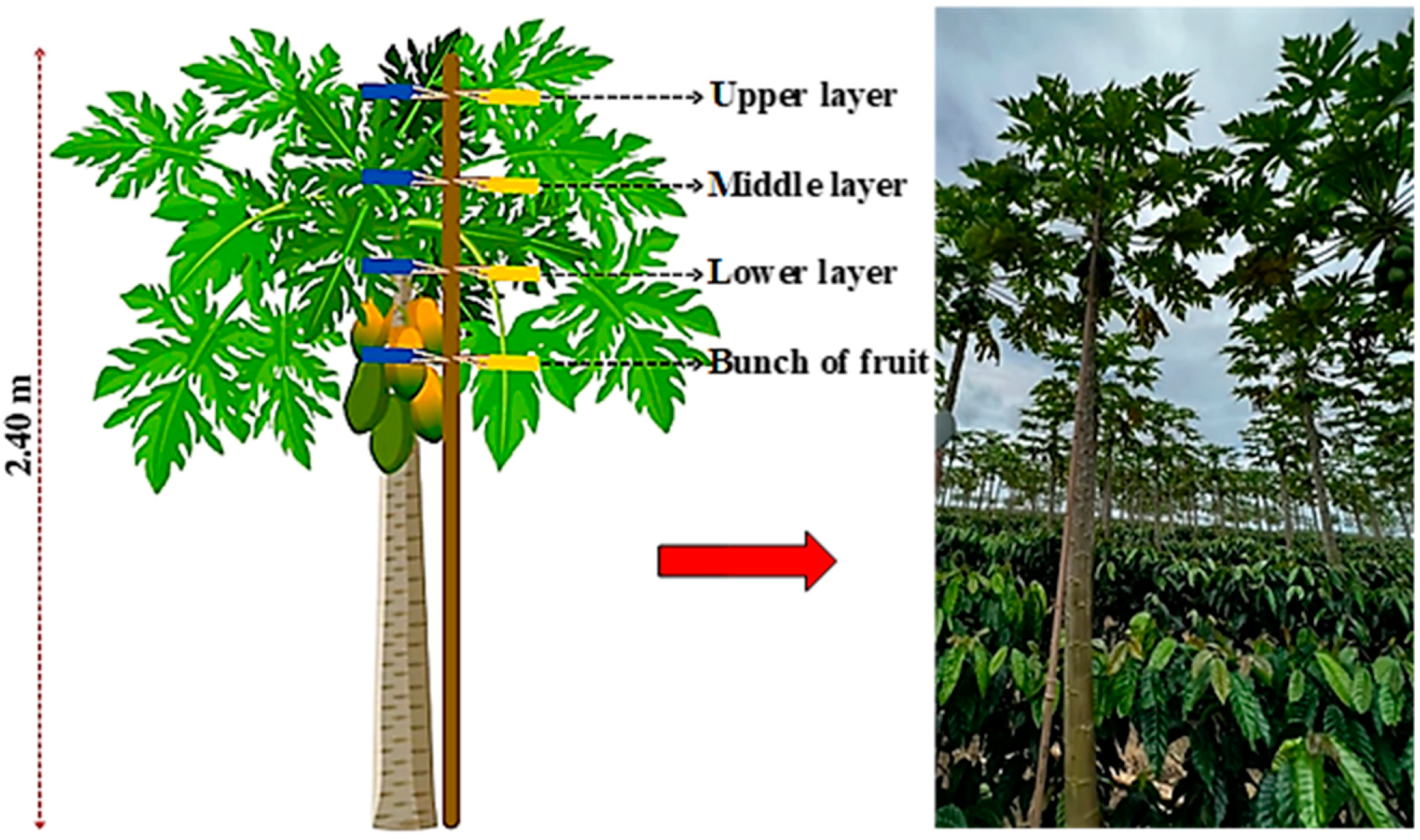 Agronomy 13 01138 g004