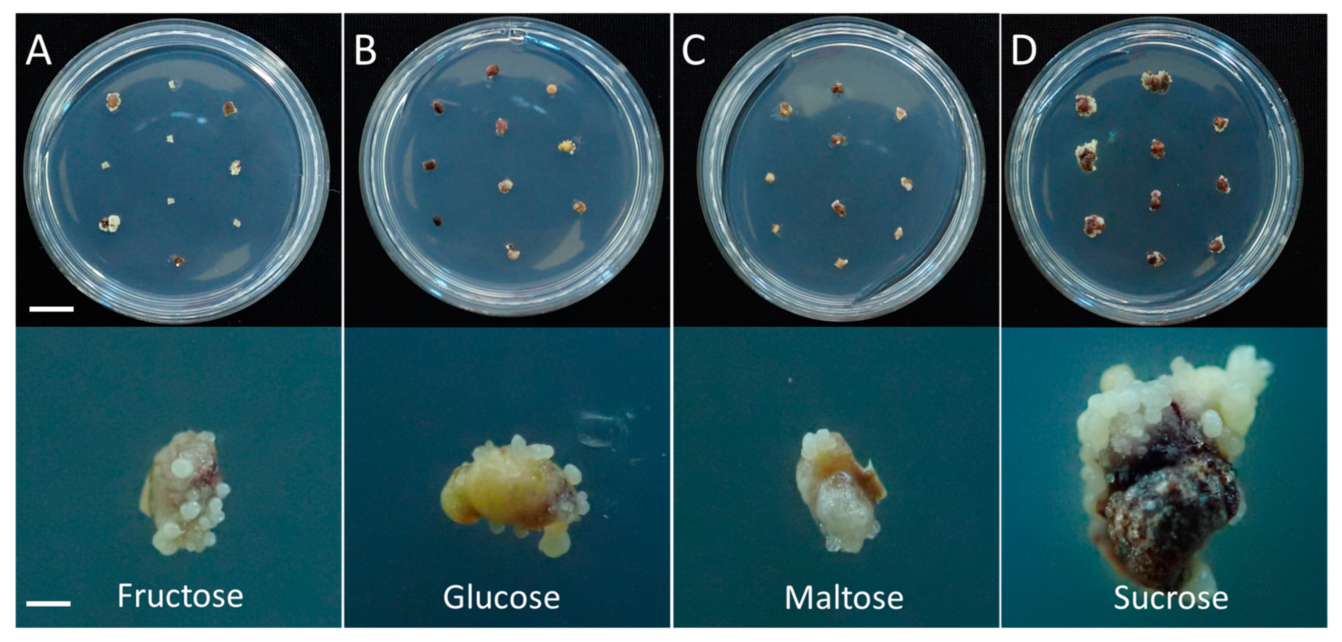 Agronomy 13 01139 g002