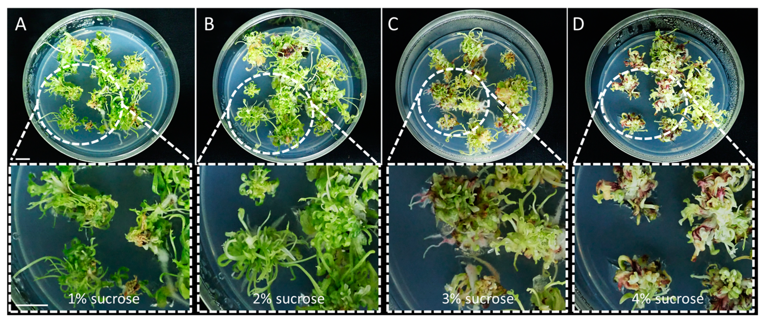 Agronomy 13 01139 g004