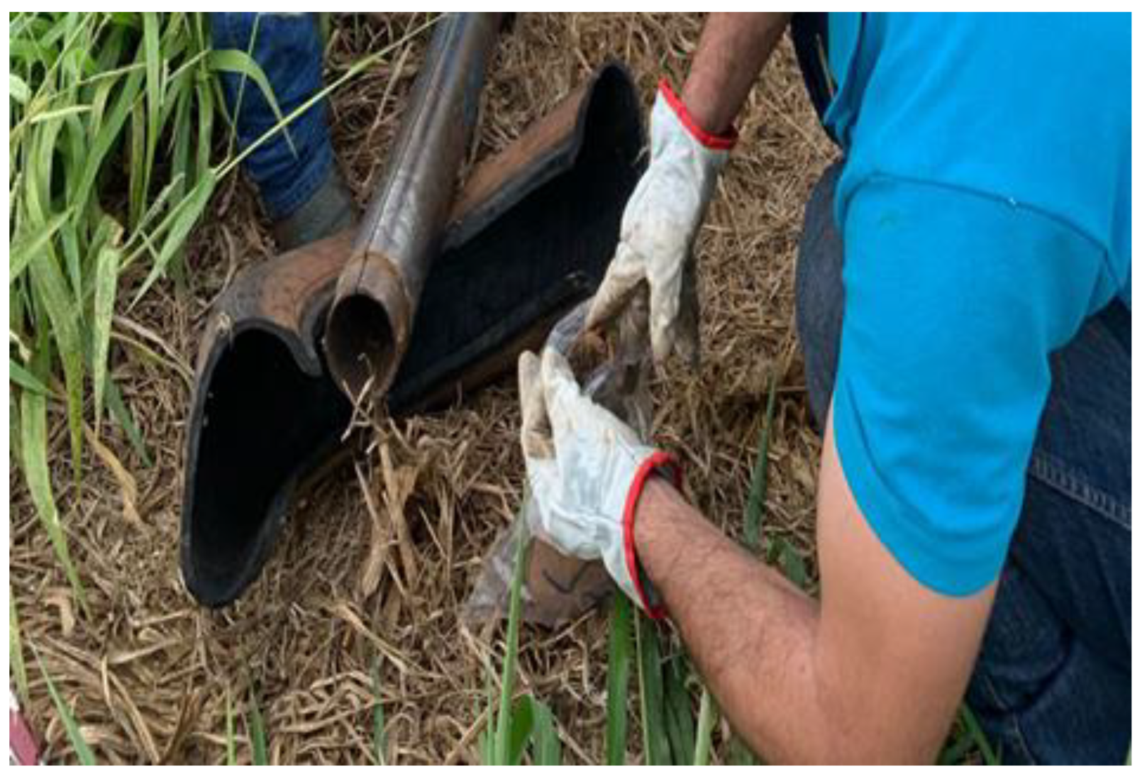 Agronomy 13 01145 g004 Agronomy 13 01145 g004