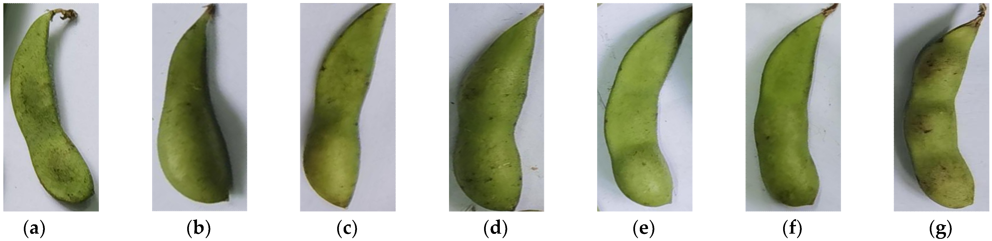 Agronomy 13 01154 g004