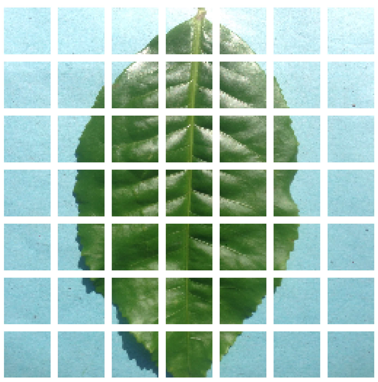 Agronomy 13 01156 g001 Agronomy 13 01156 g001