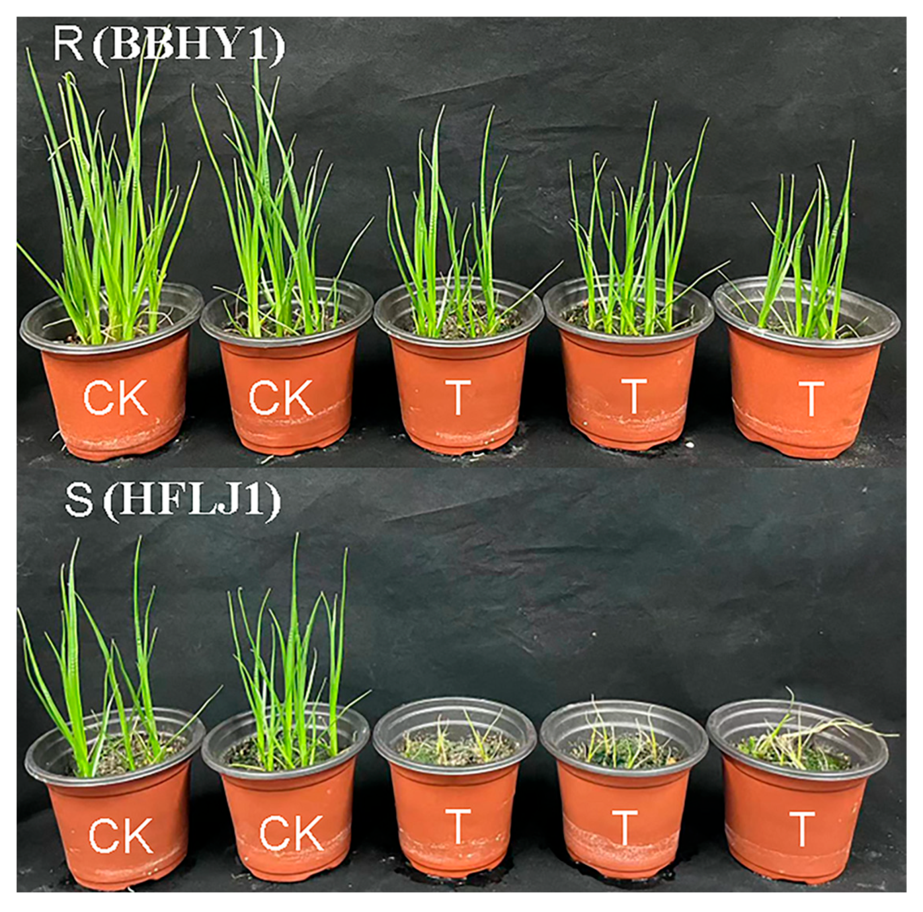 Agronomy 13 01179 g001 Agronomy 13 01179 g001