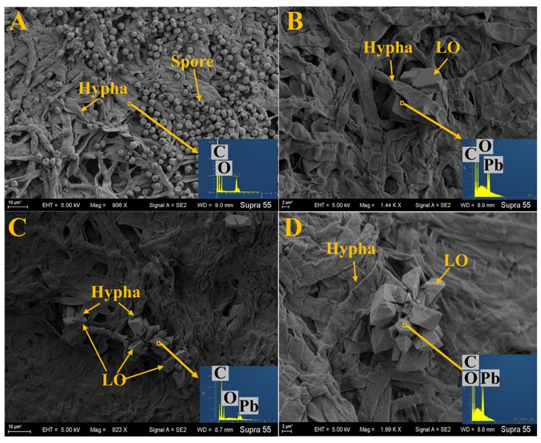 Agronomy 13 01182 g004 Agronomy 13 01182 g004