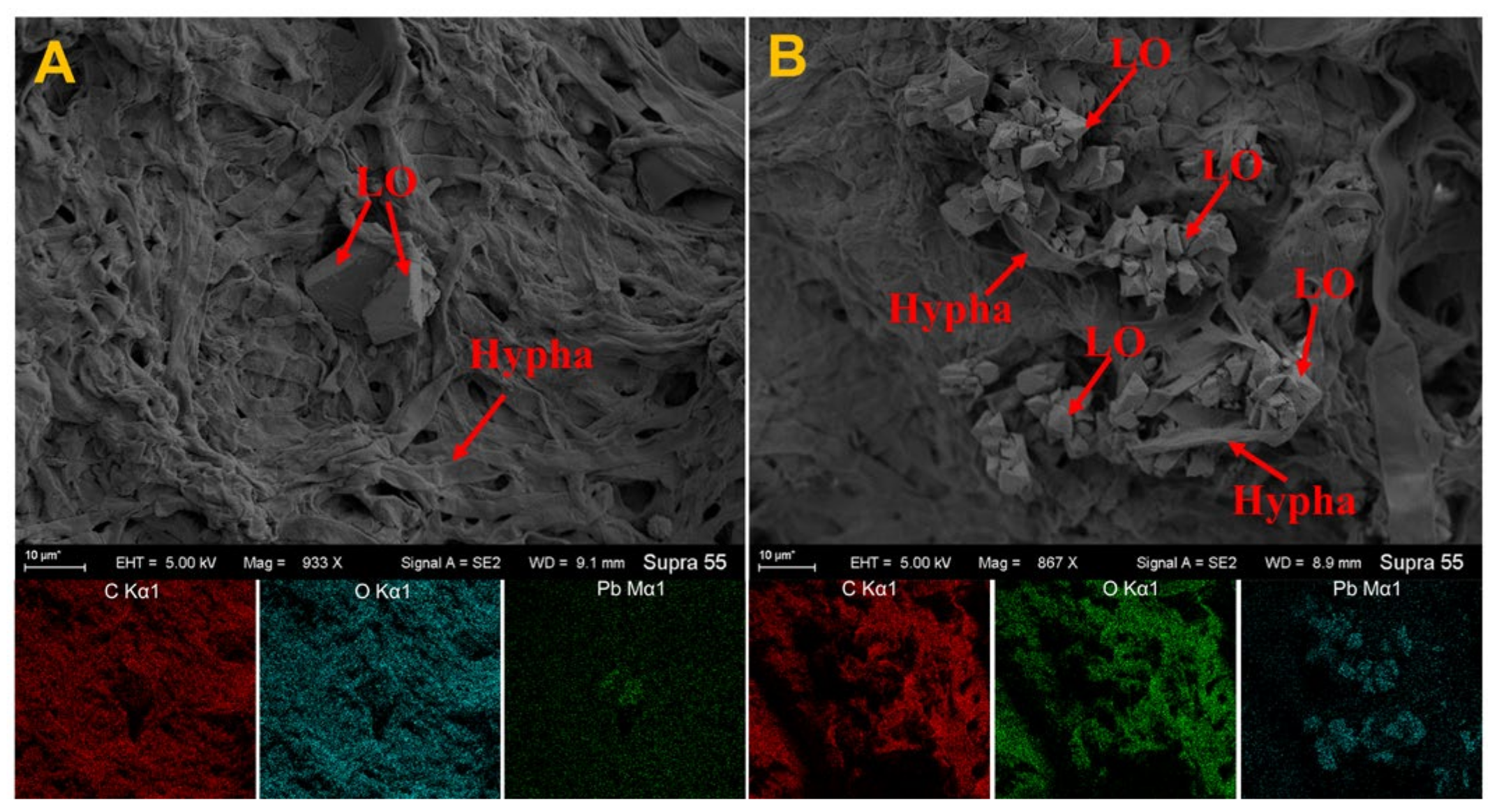 Agronomy 13 01182 g005 Agronomy 13 01182 g005