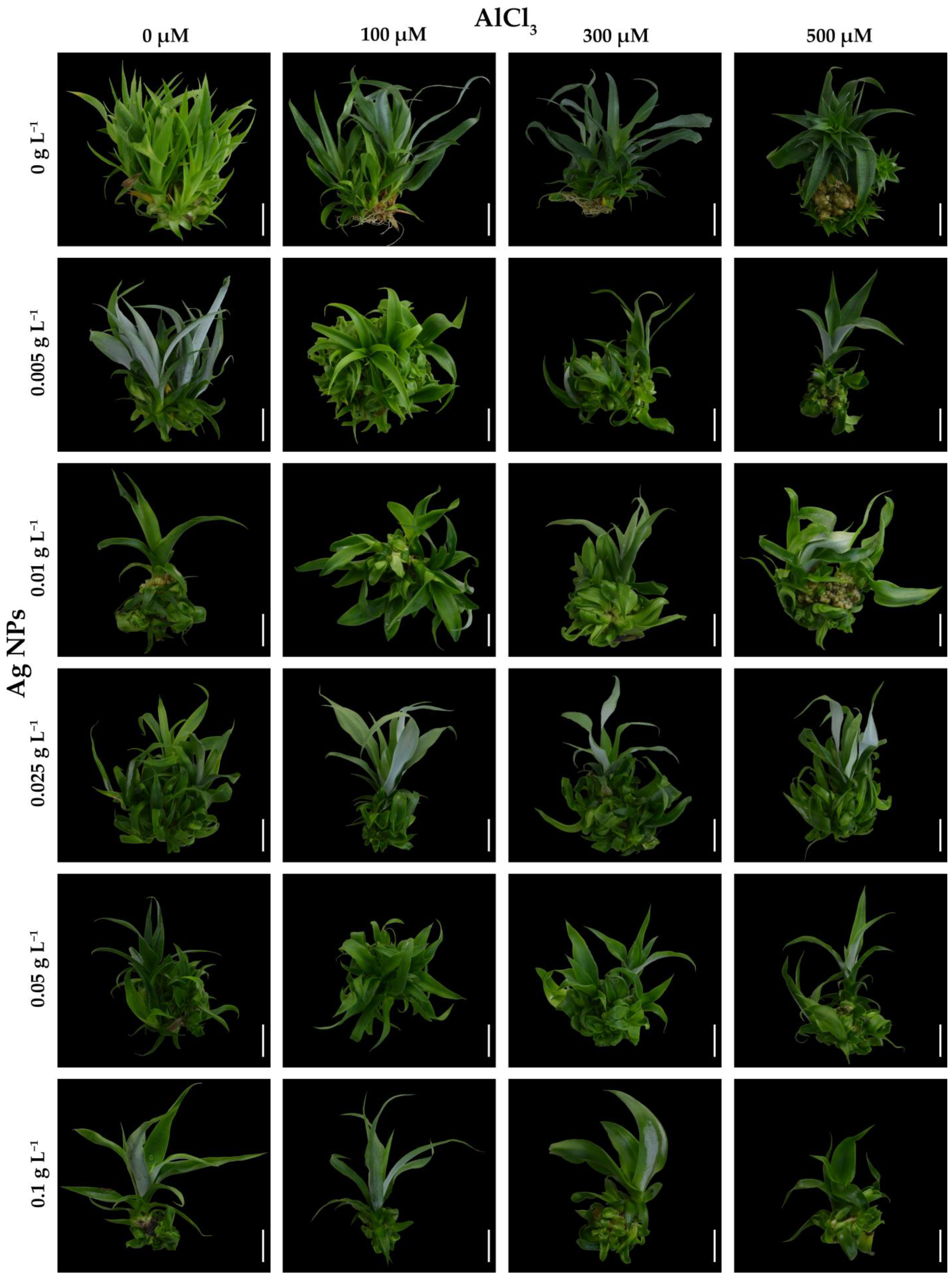 Agronomy 13 01186 g001