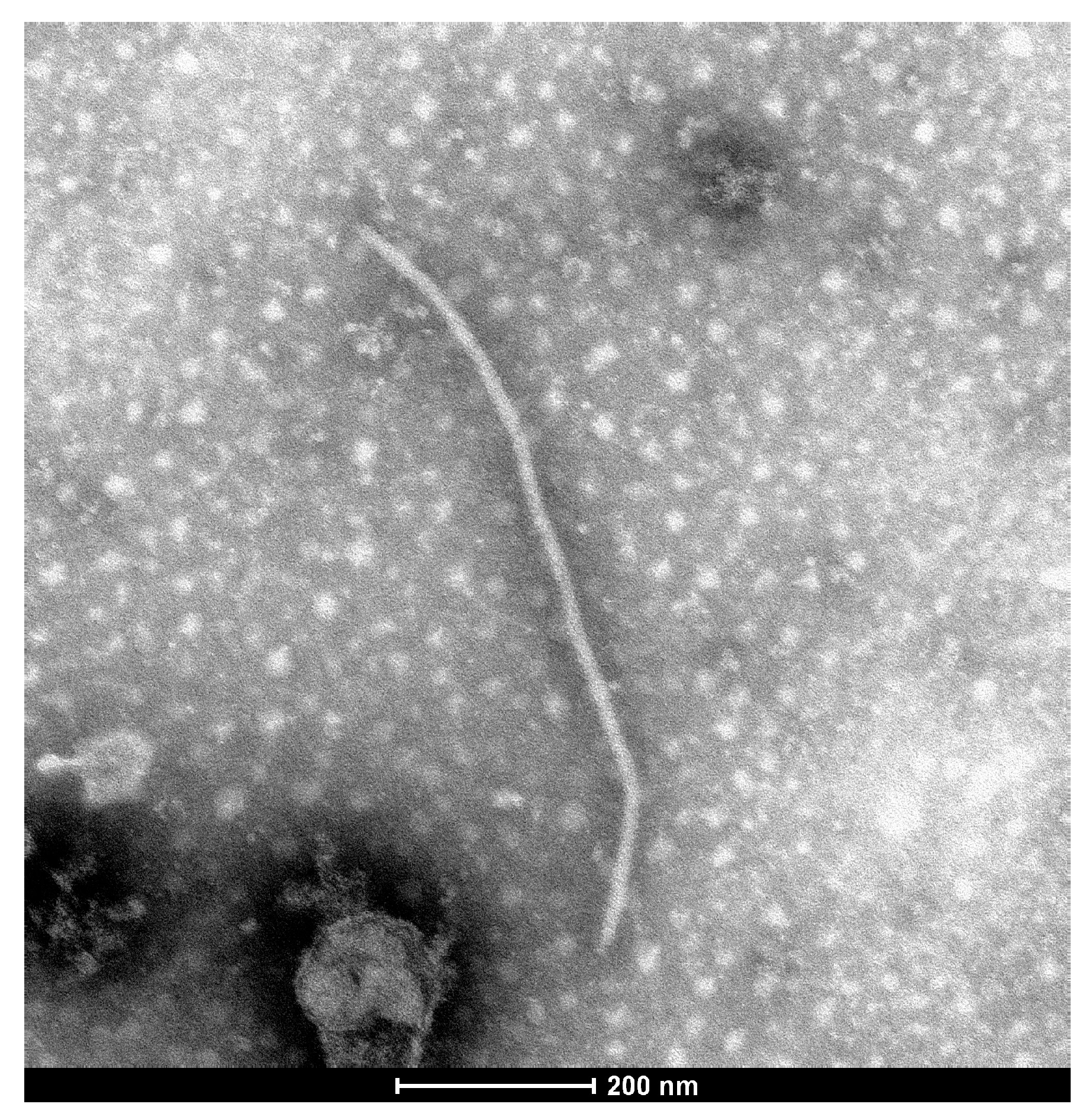 Agronomy 13 01193 g002 Agronomy 13 01193 g002