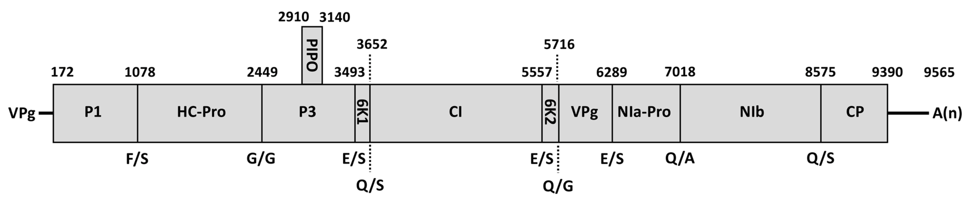 Agronomy 13 01193 g003 Agronomy 13 01193 g003