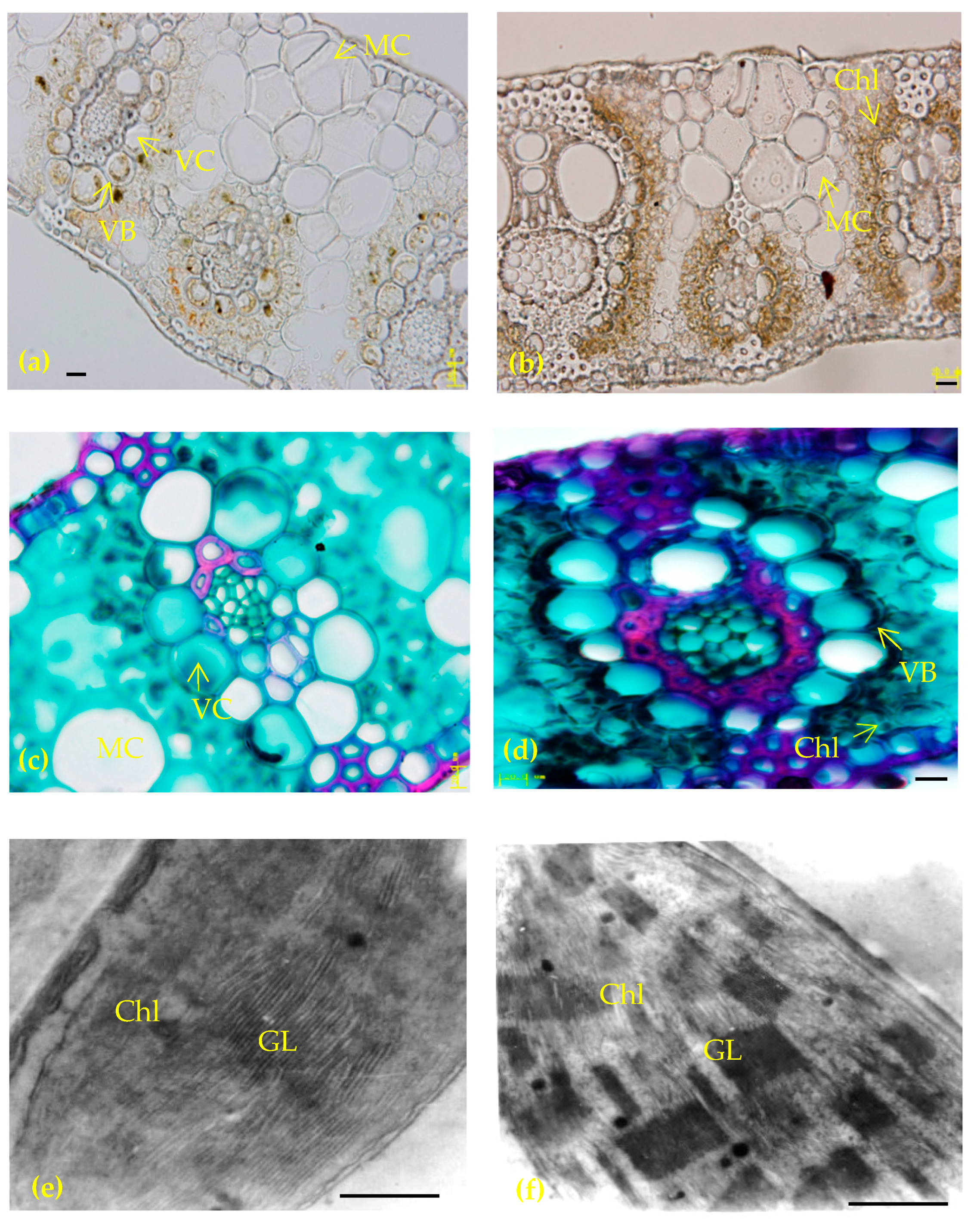 Agronomy 13 01196 g005 Agronomy 13 01196 g005