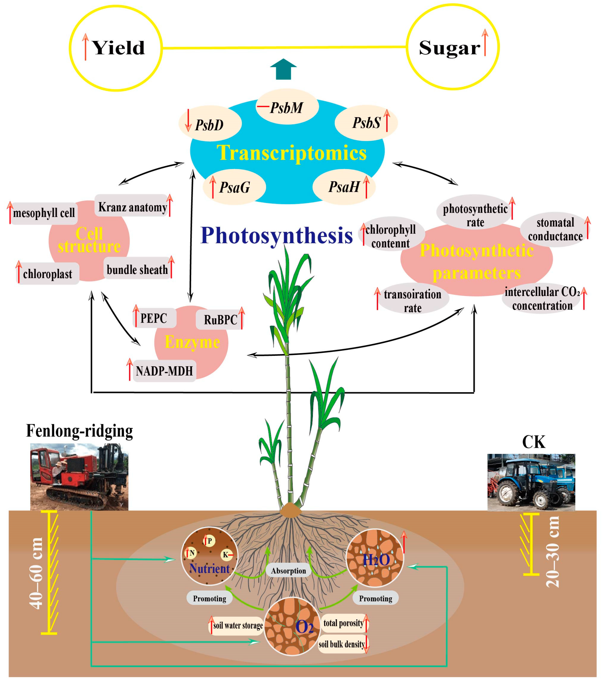 Agronomy 13 01196 g013 Agronomy 13 01196 g013