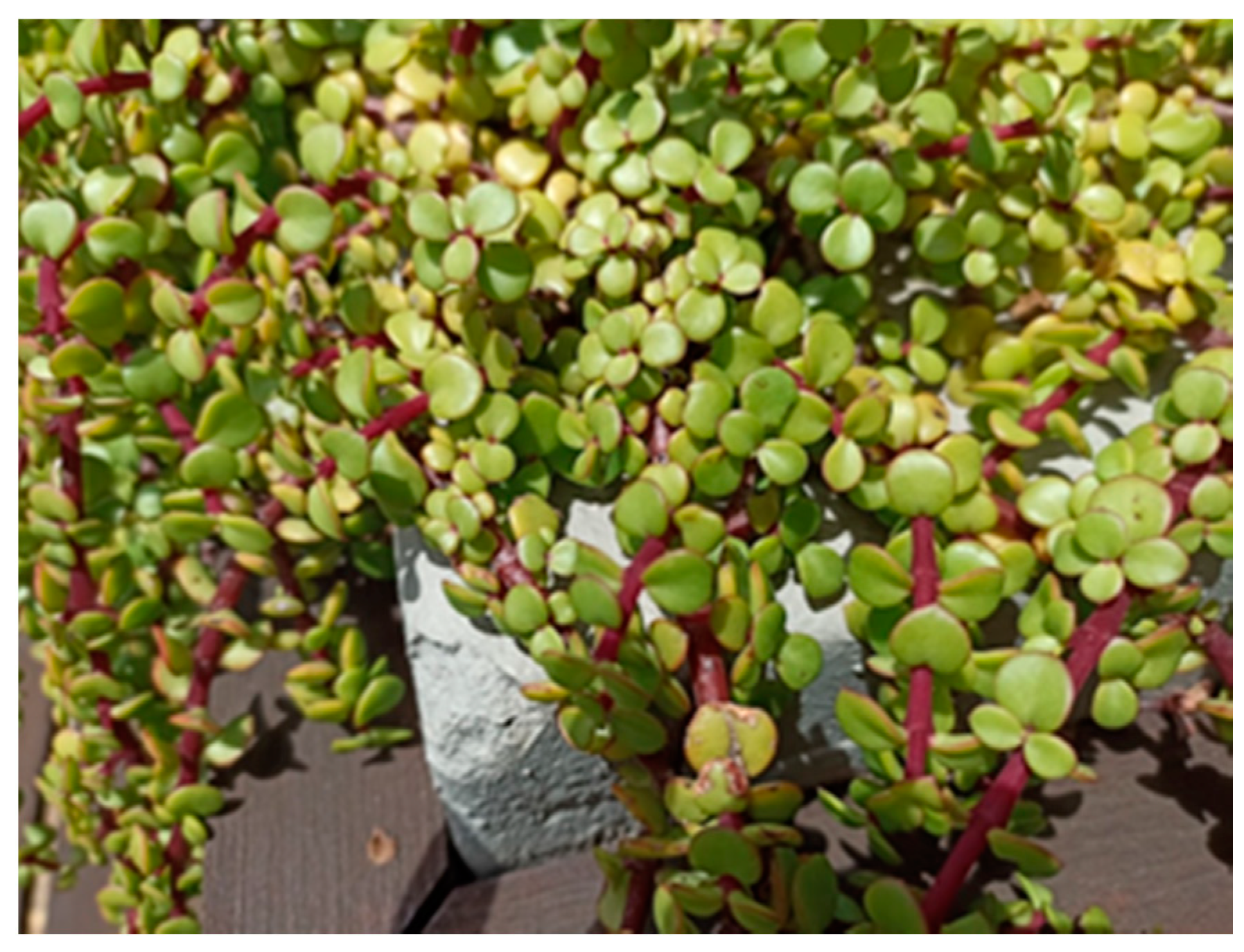 Agronomy 13 01206 g001 Agronomy 13 01206 g001